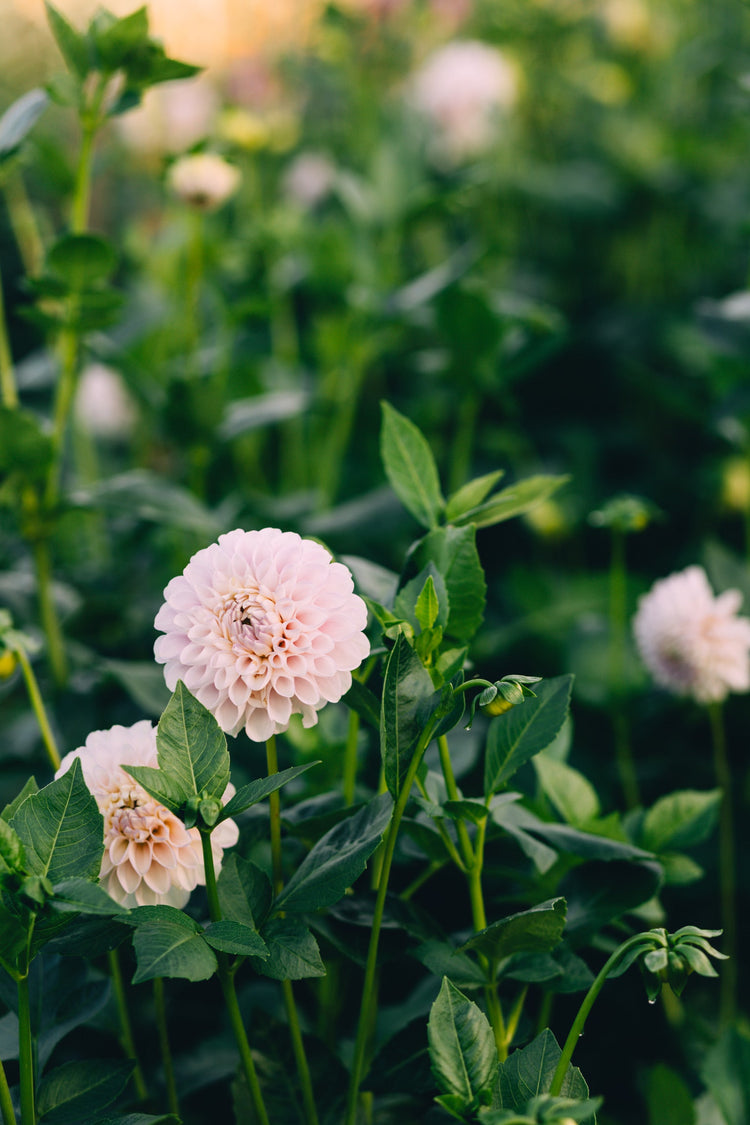 Dahlia Tuber Shop