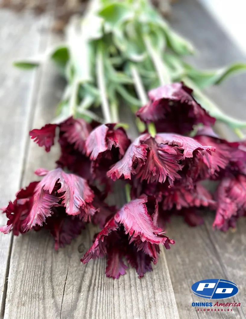 Black Parrot Tulip