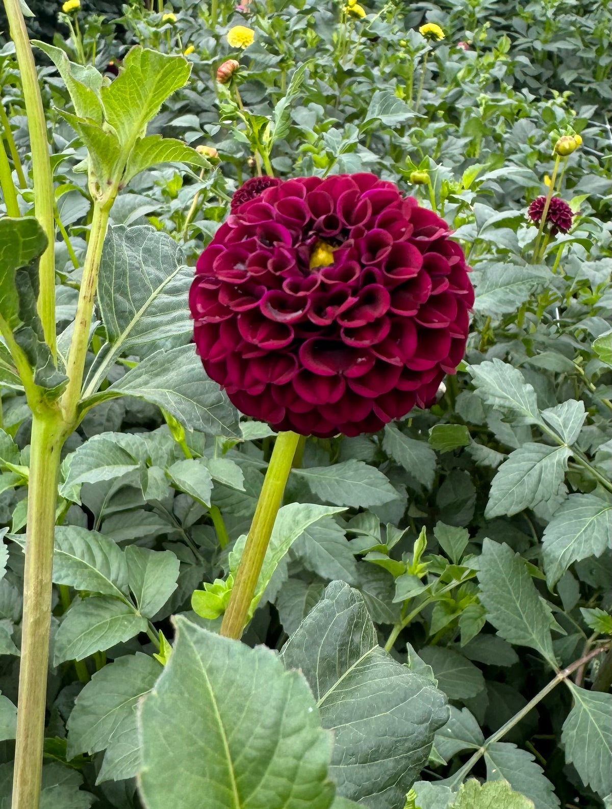 Glenplace Dahlia Tuber