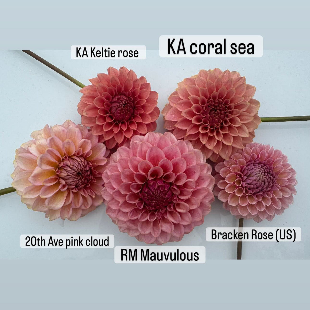20th Ave Pink Cloud Dahlia Tuber - LIMIT 1