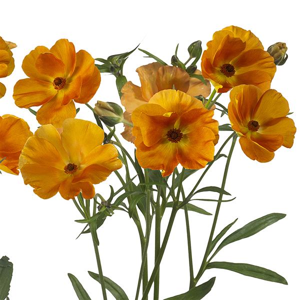 Charis Butterfly Ranunculus