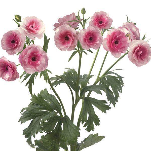 Hera Butterfly Ranunculus