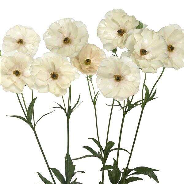 Keramos Butterfly Ranunculus
