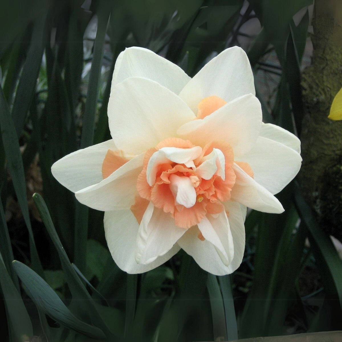 Delnashaugh Narcissus