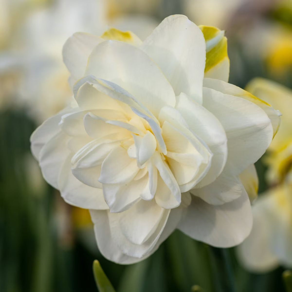 Obdam Narcissus