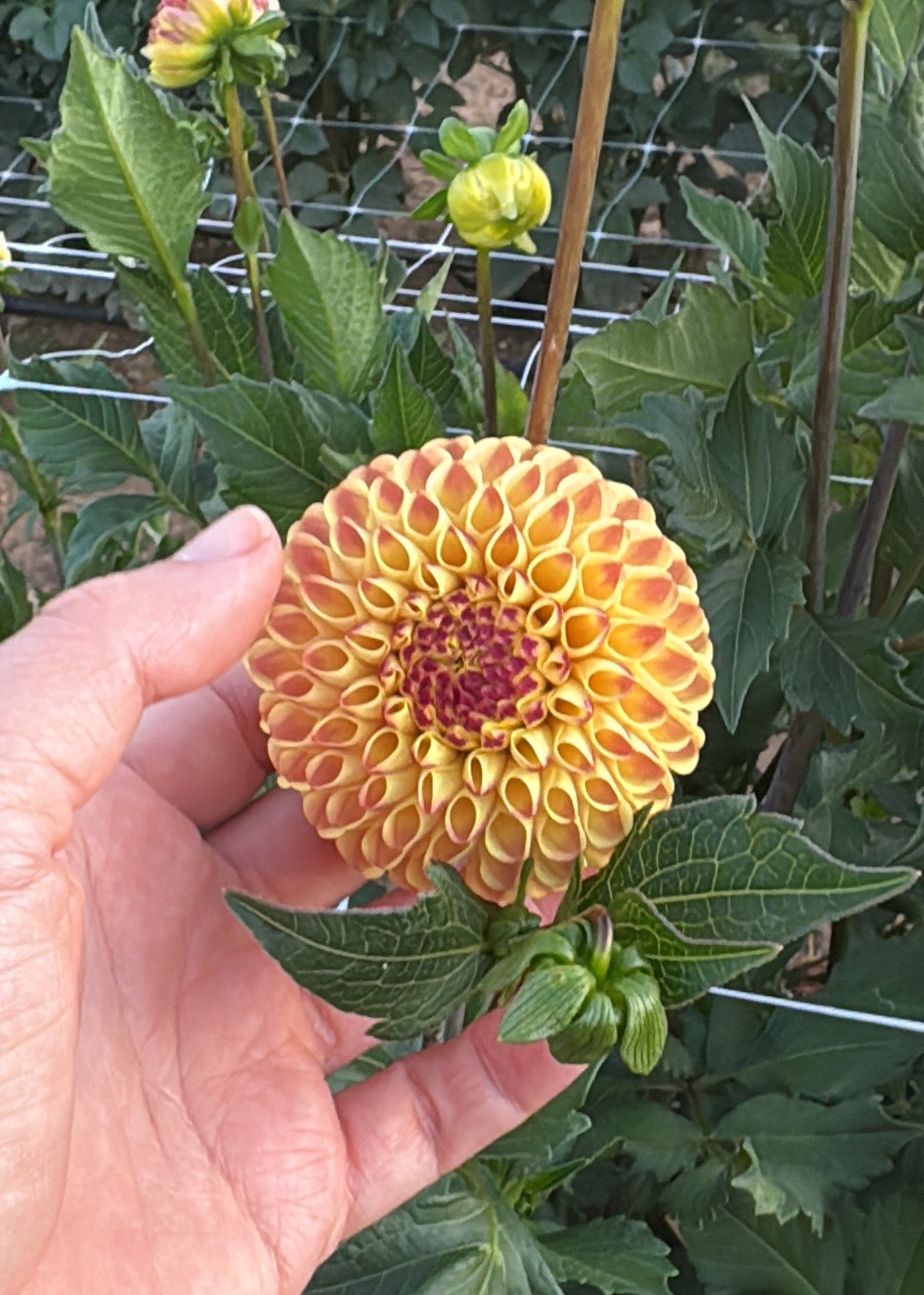 Ferncliff Spice Dahlia Tuber