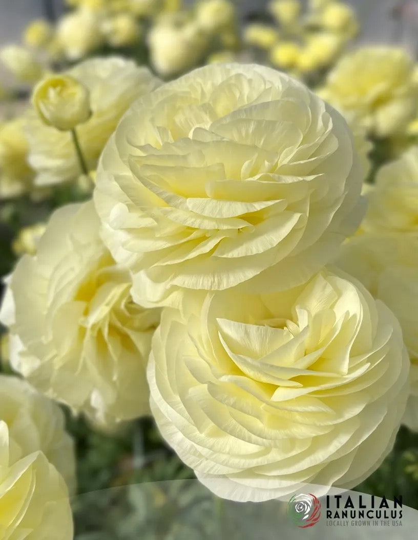 Elegance Crema Ranunculus