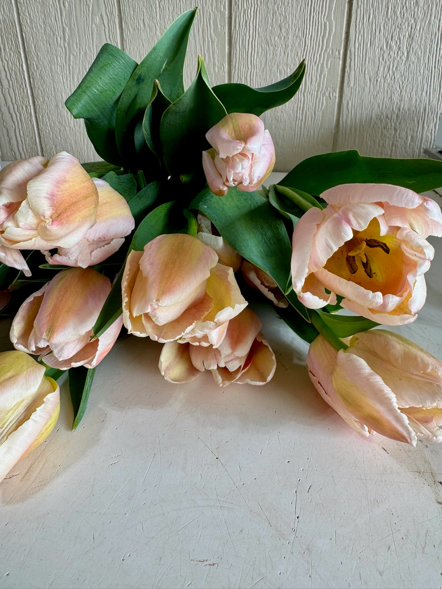Apricot Pride Tulip
