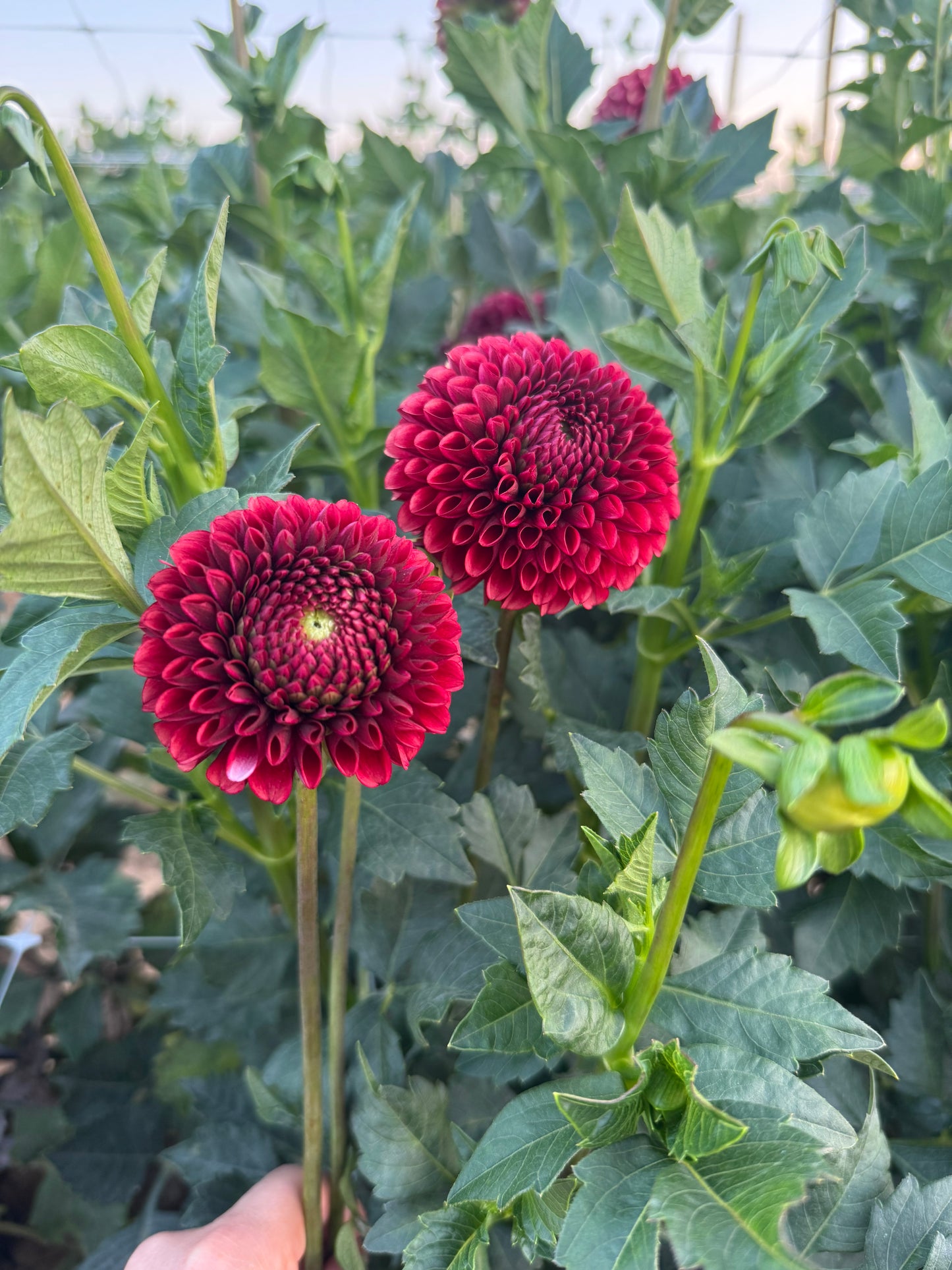 Copper Boy Dahlia Tuber