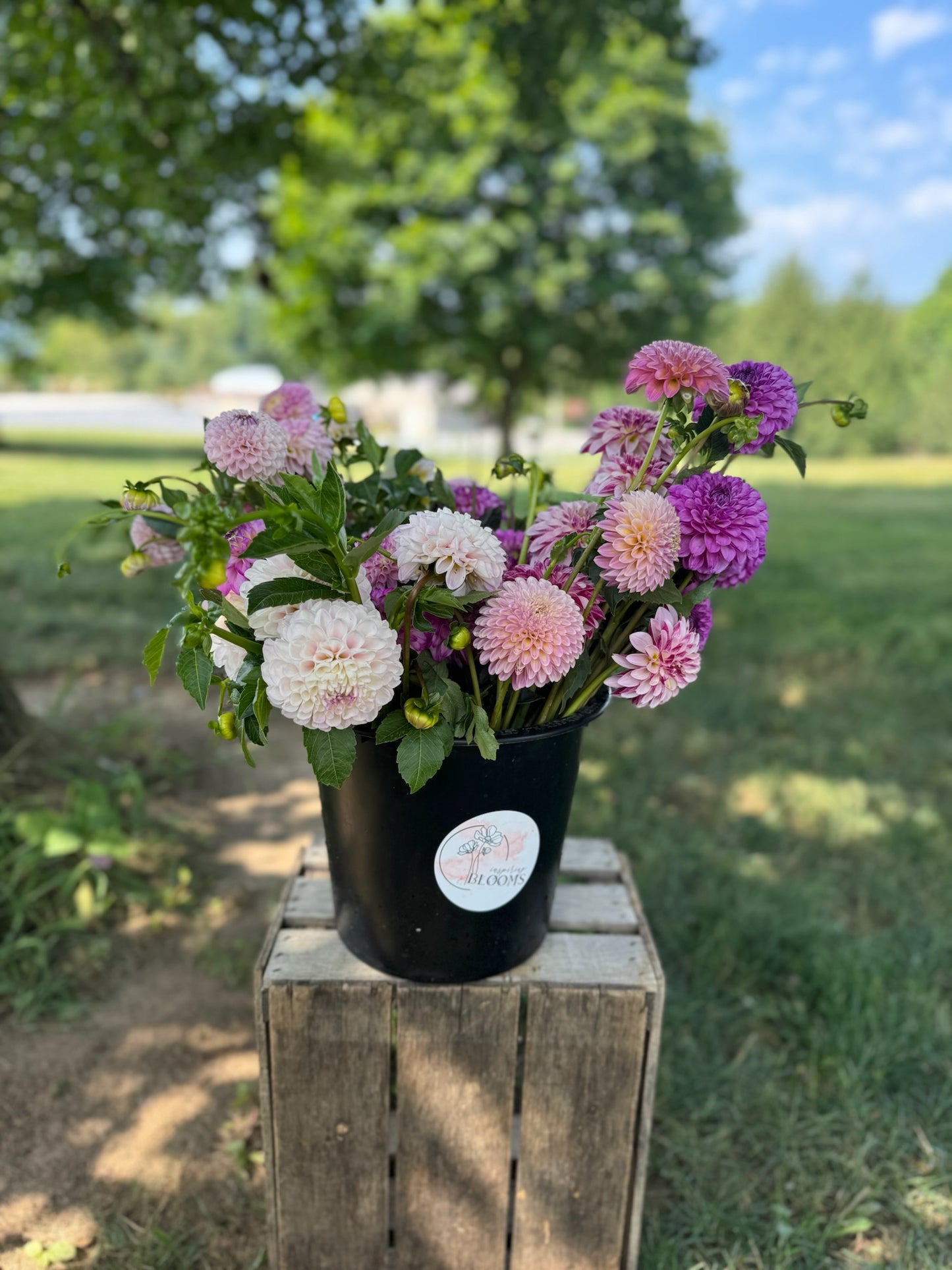 DIY Dahlia Bucket