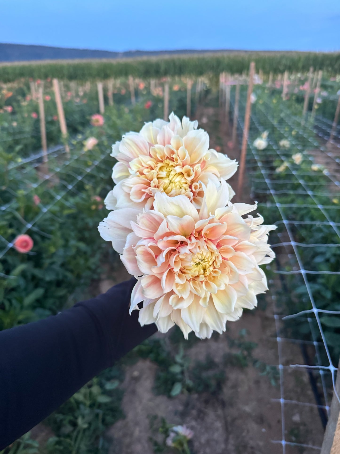 Breakout Dahlia Tuber