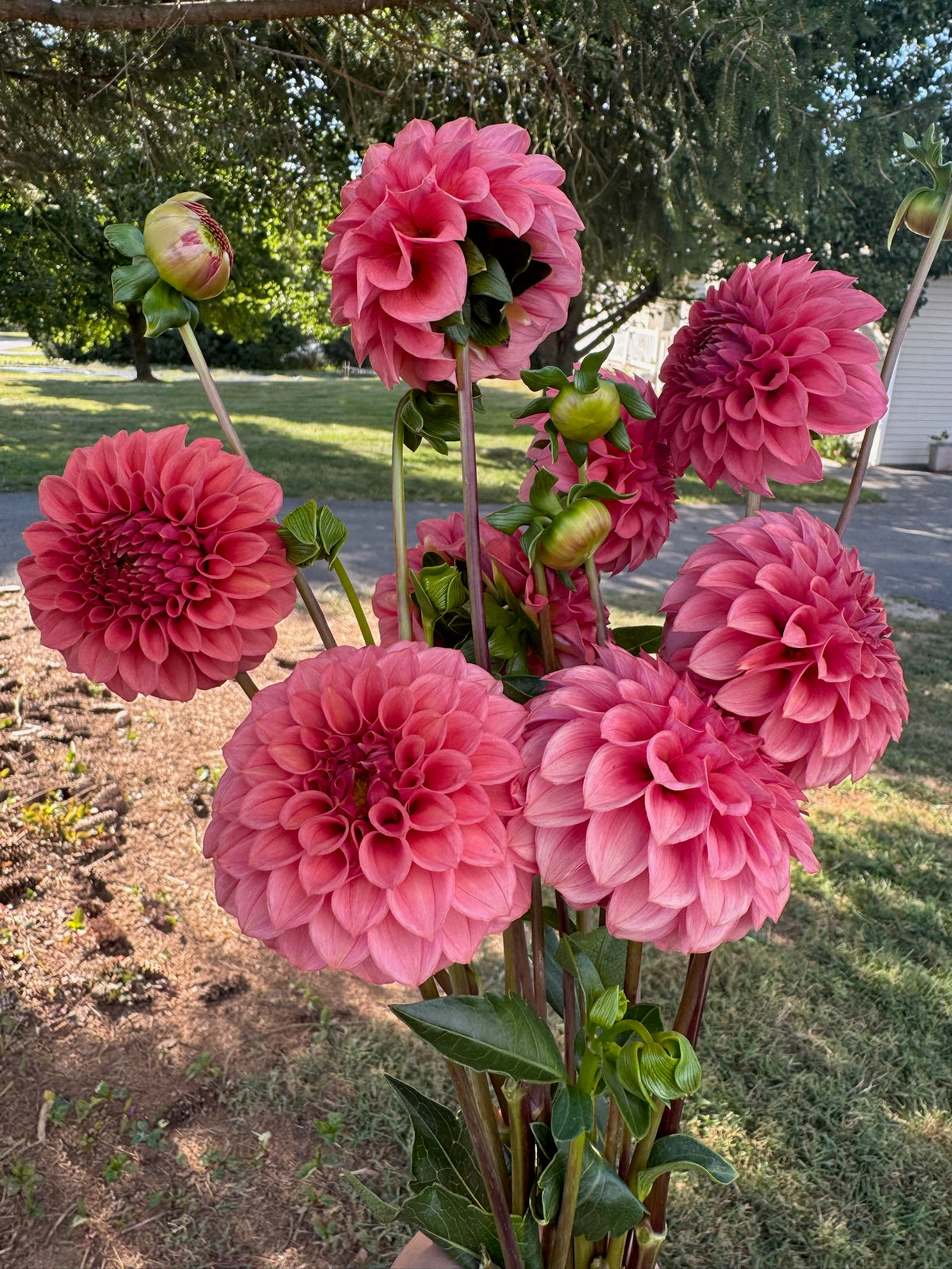 Keltie Rose Dahlia Tuber