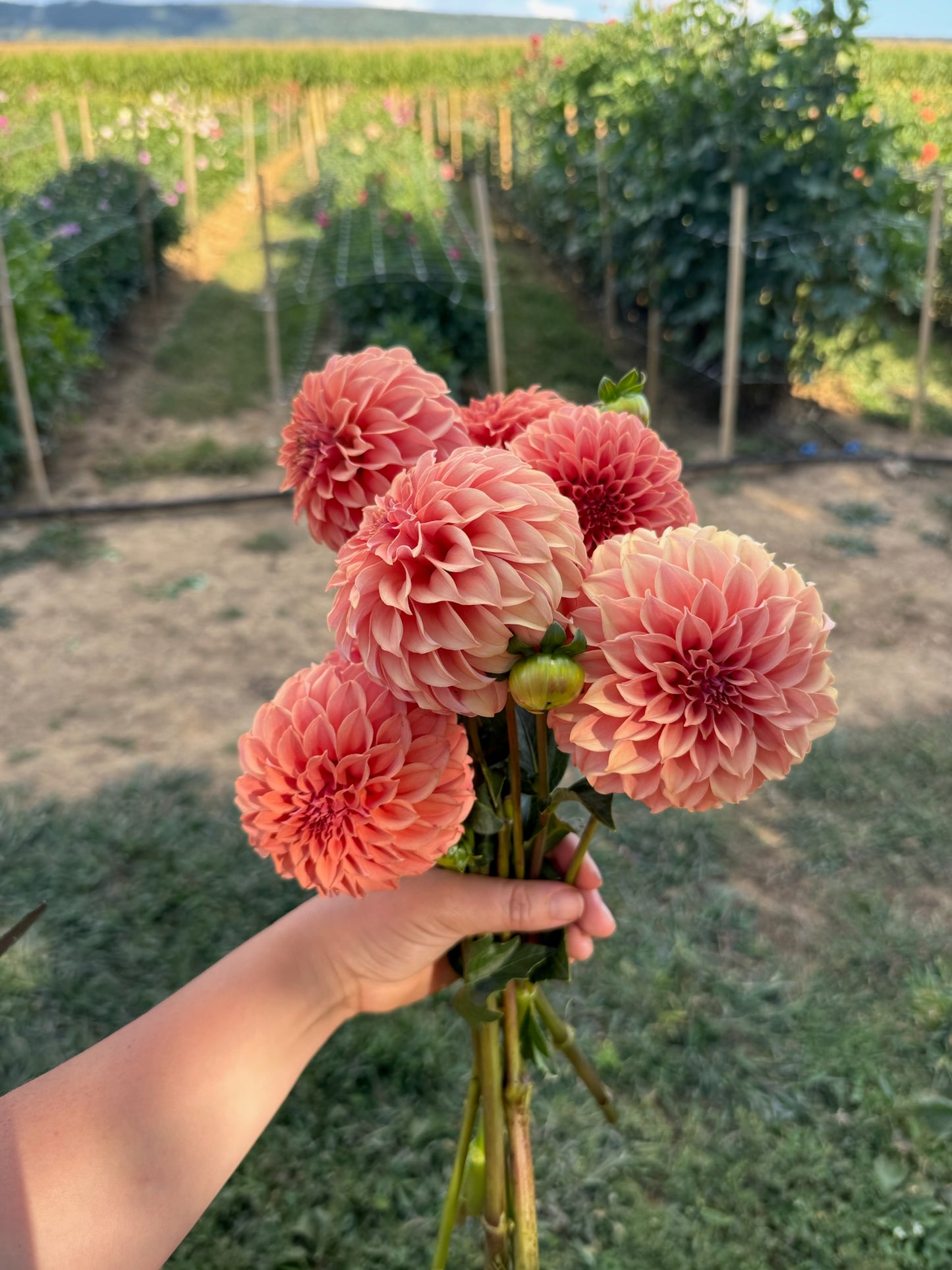 Peaches N Cream Solid Dahlia Tuber
