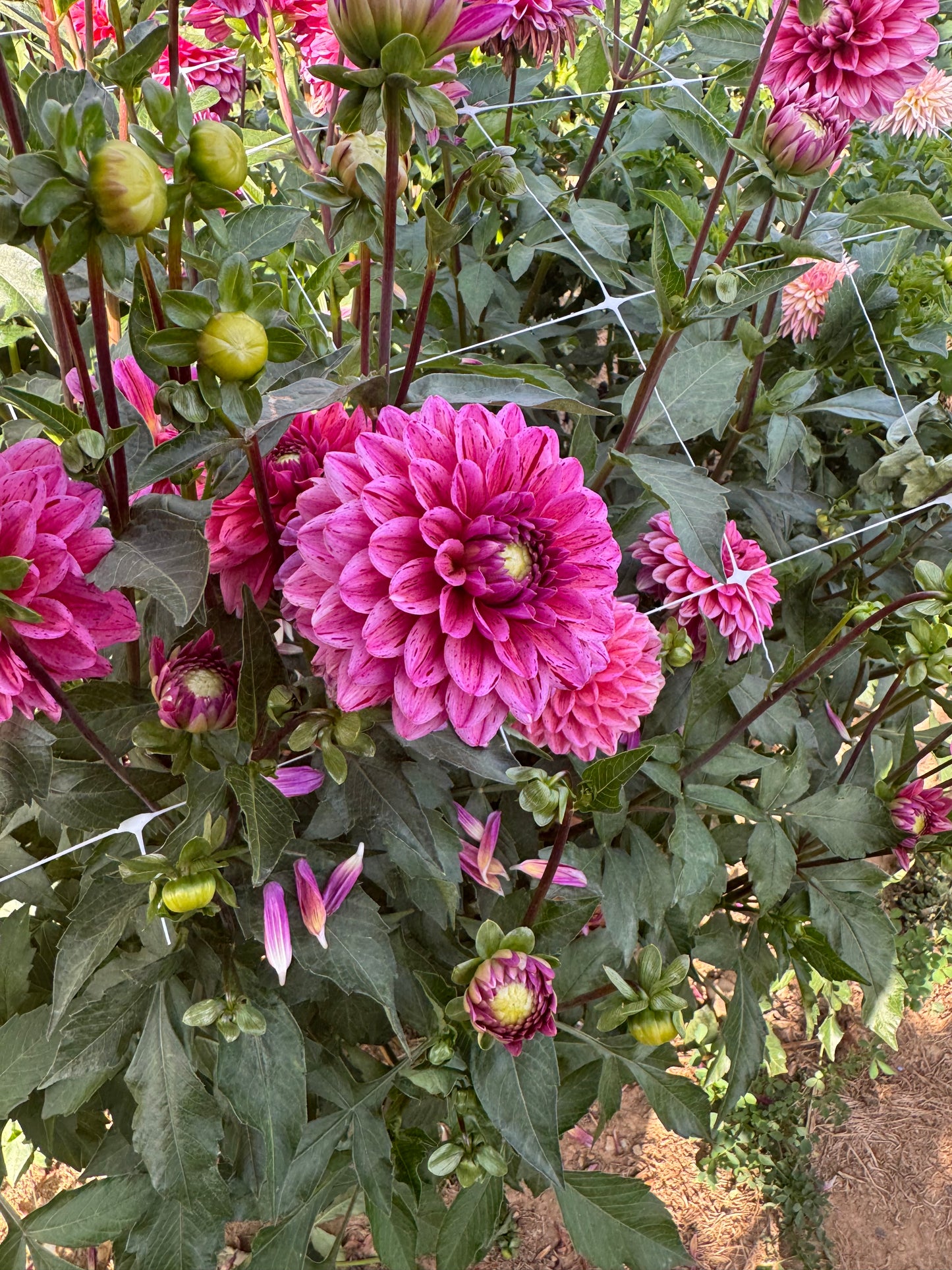 Strawberry N Cream Dahlia Tuber