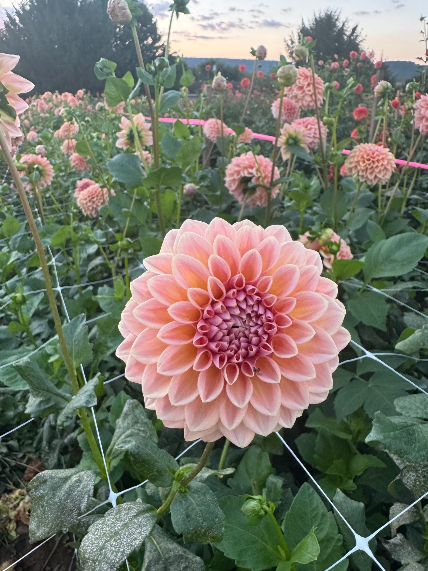 Bloomquist Alan Dahlia Tuber BULK PACK