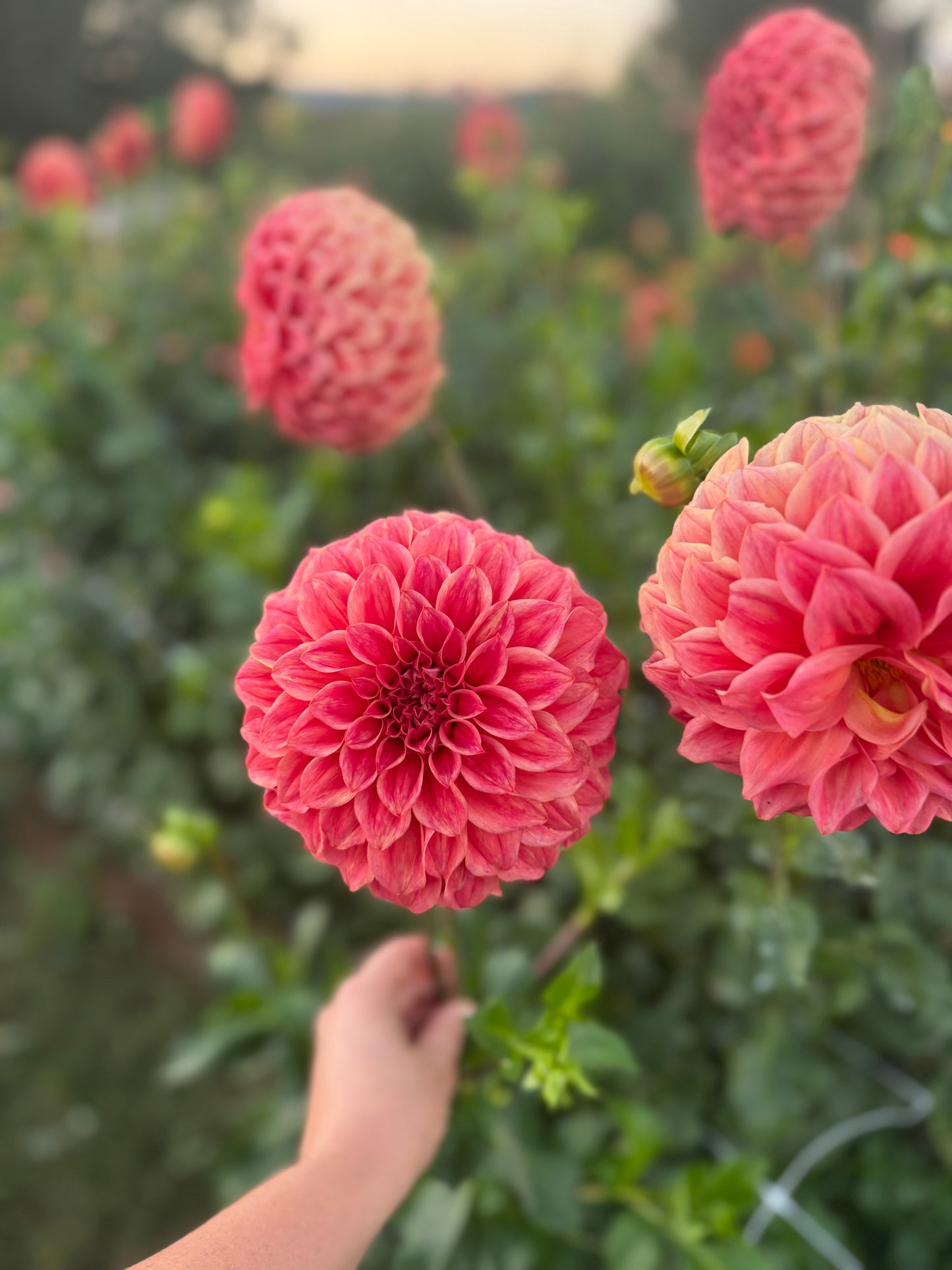 Sylvia Craig Hunter Dahlia Tuber