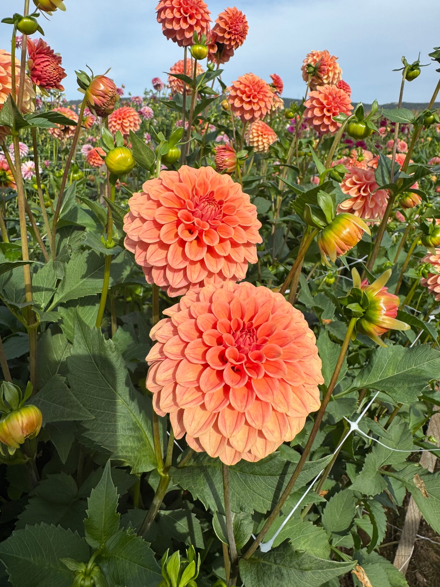 Rose Toscano Dahlia Tuber