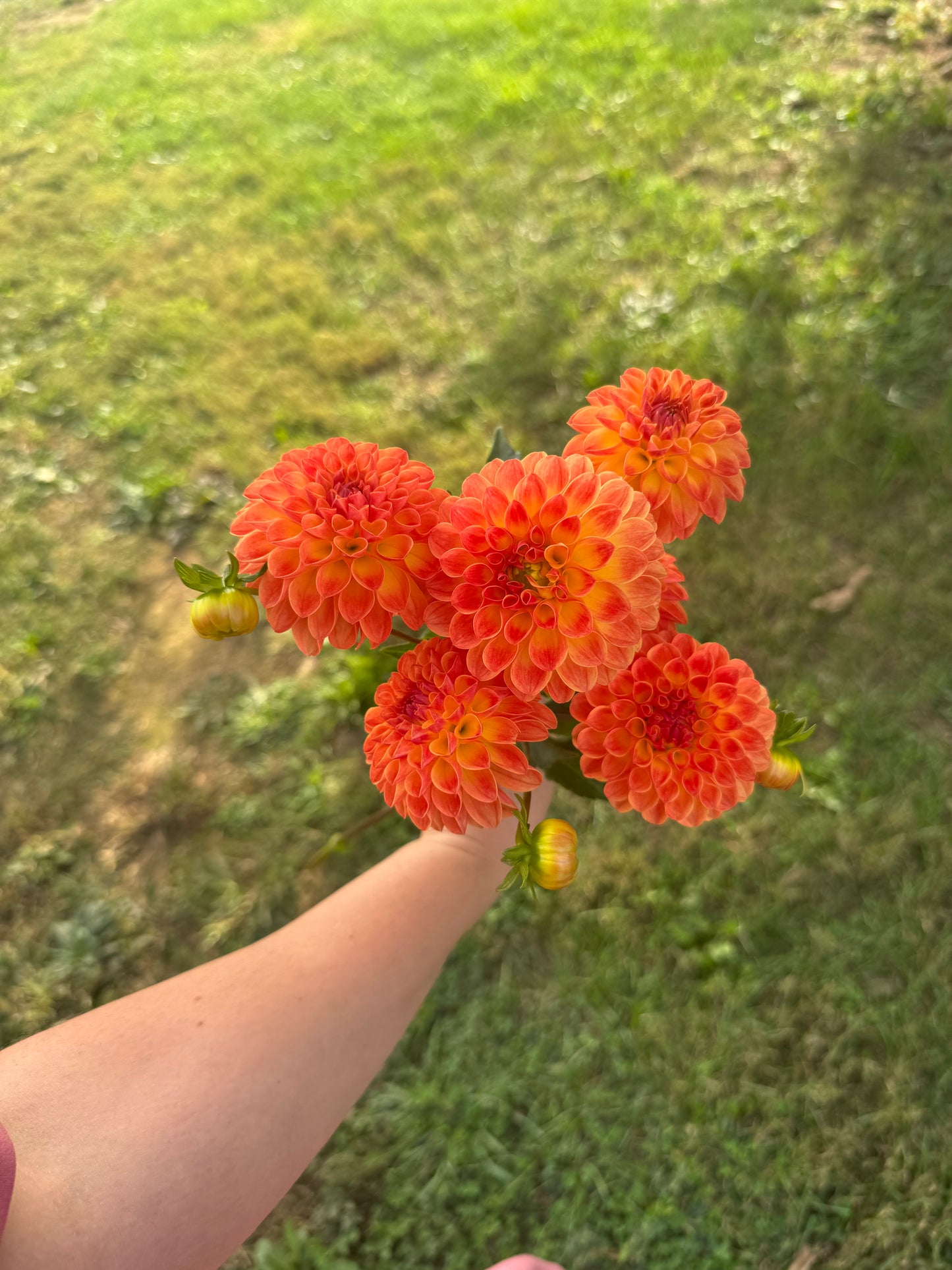 Jowey Chantel Dahlia Tuber