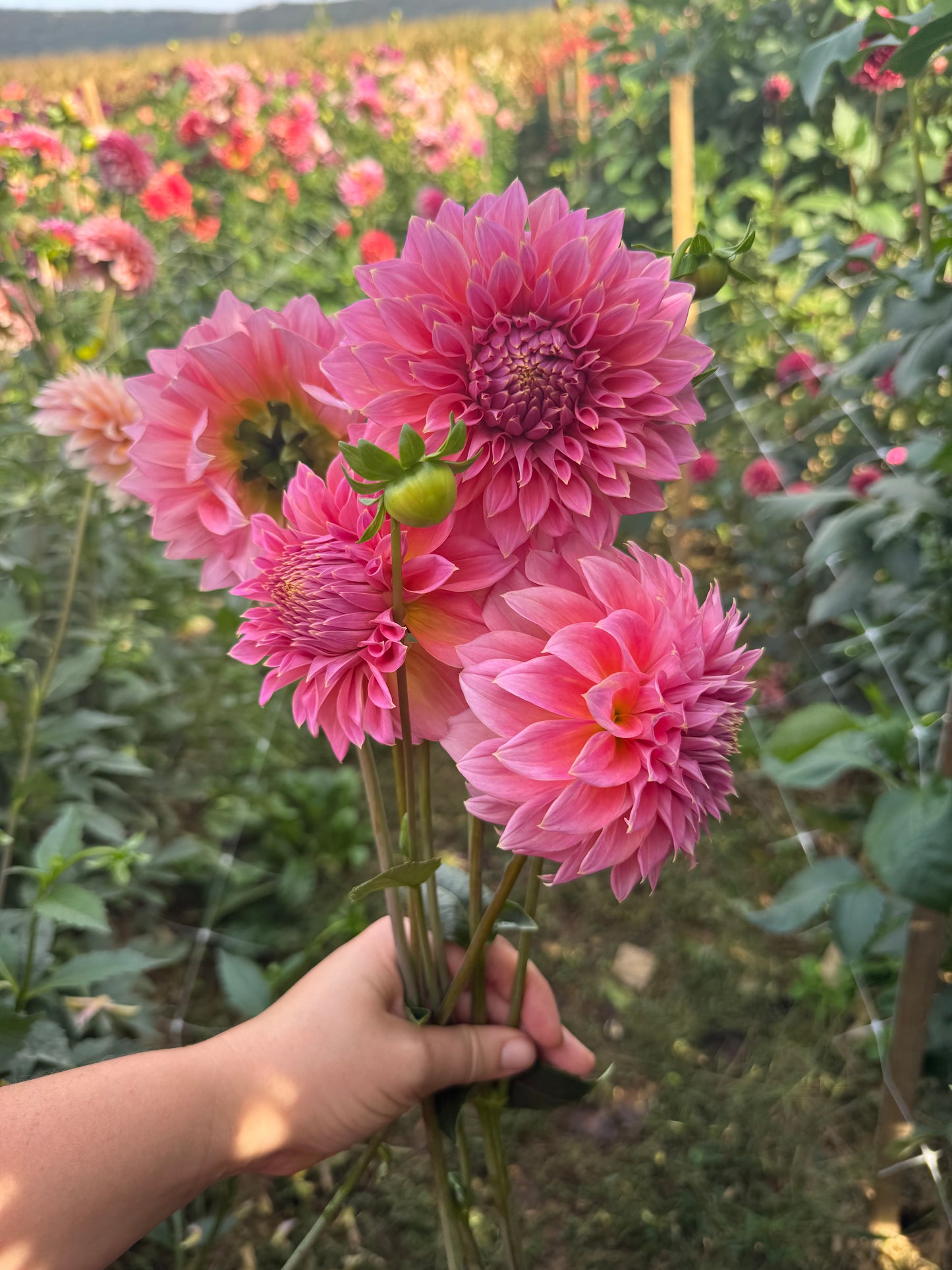 Avaco Amanda Dahlia Tuber