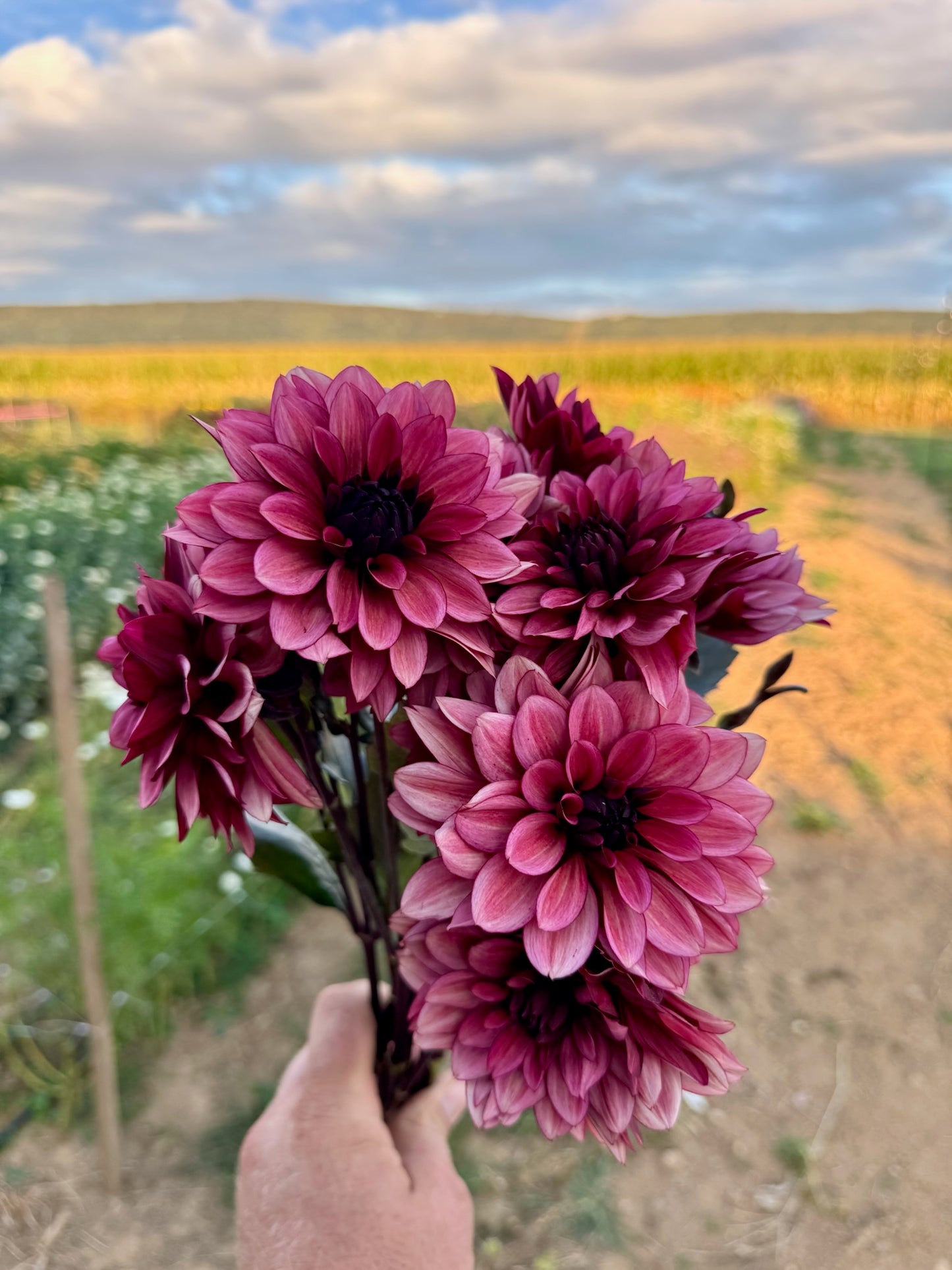 Night Silence Dahlia Tuber
