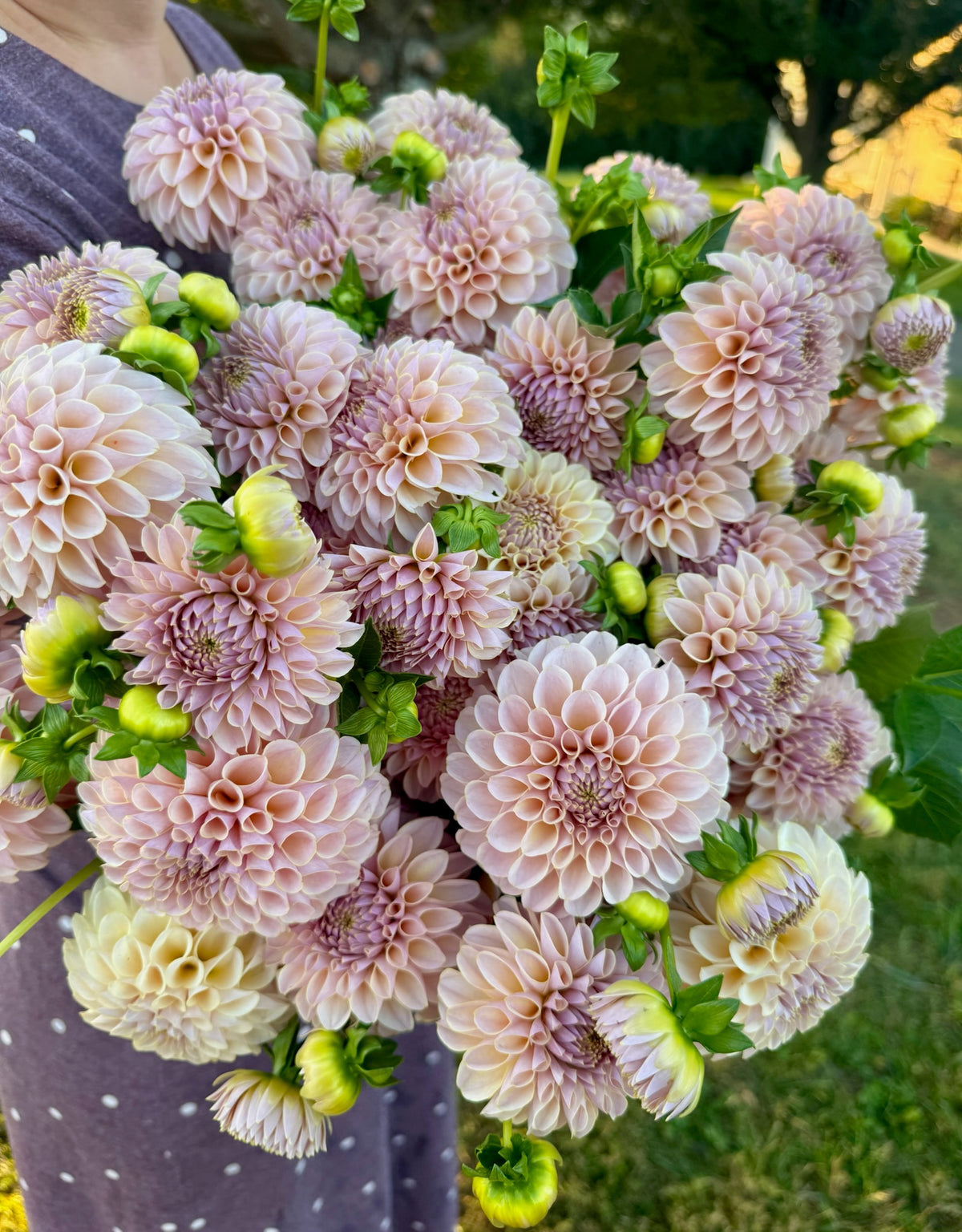 Cinder Rose Dahlia Tuber