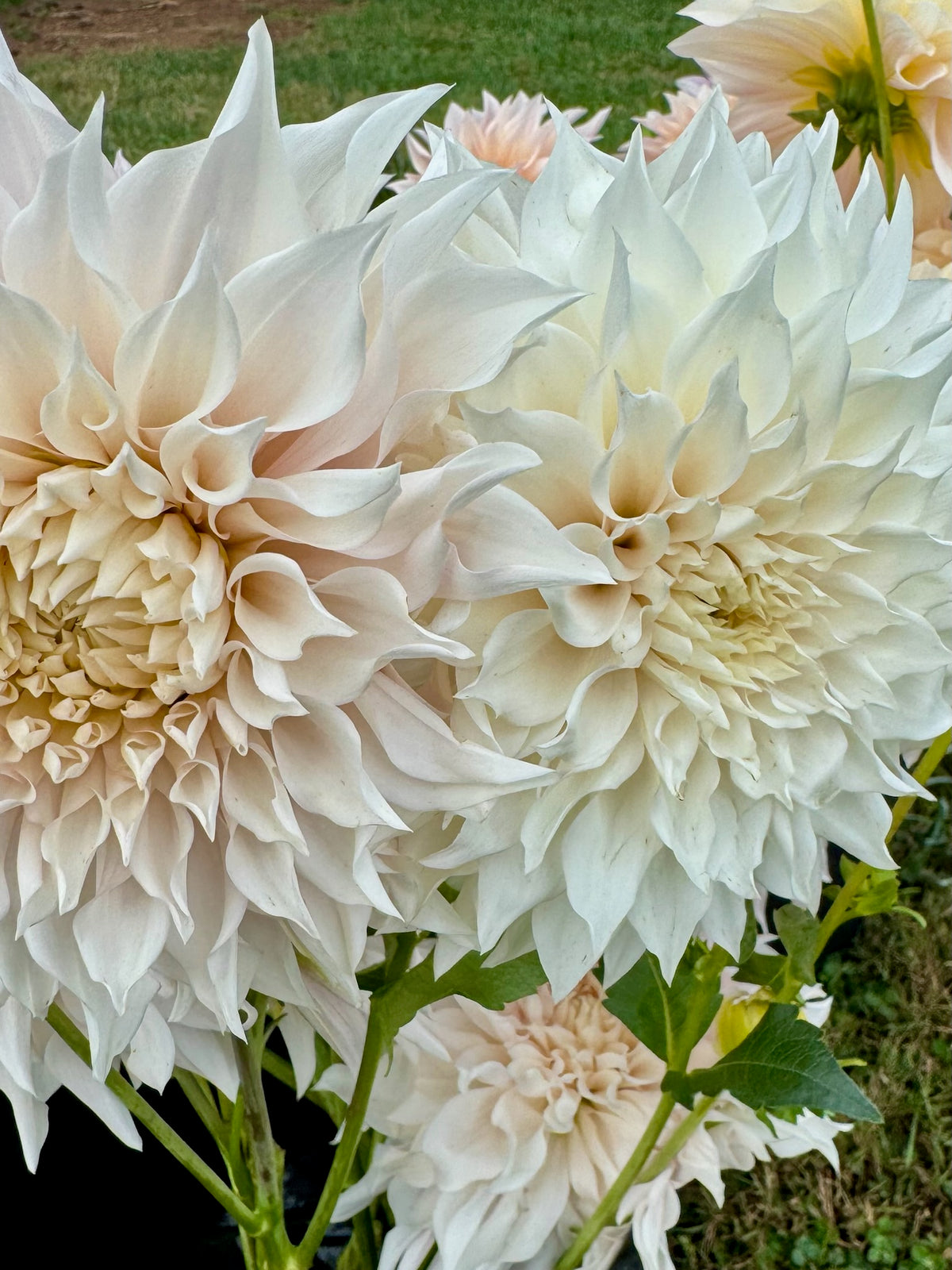 Lavender Blush Dahlia Tuber