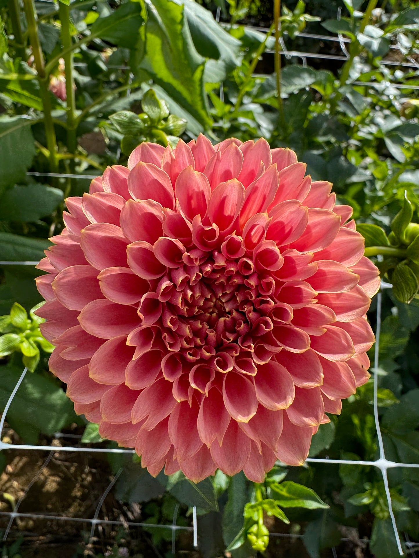 Coral Sea Dahlia Tuber - LIMIT 1