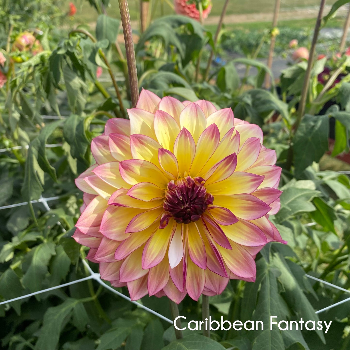 Caribbean Fantasy Dahlia Tuber