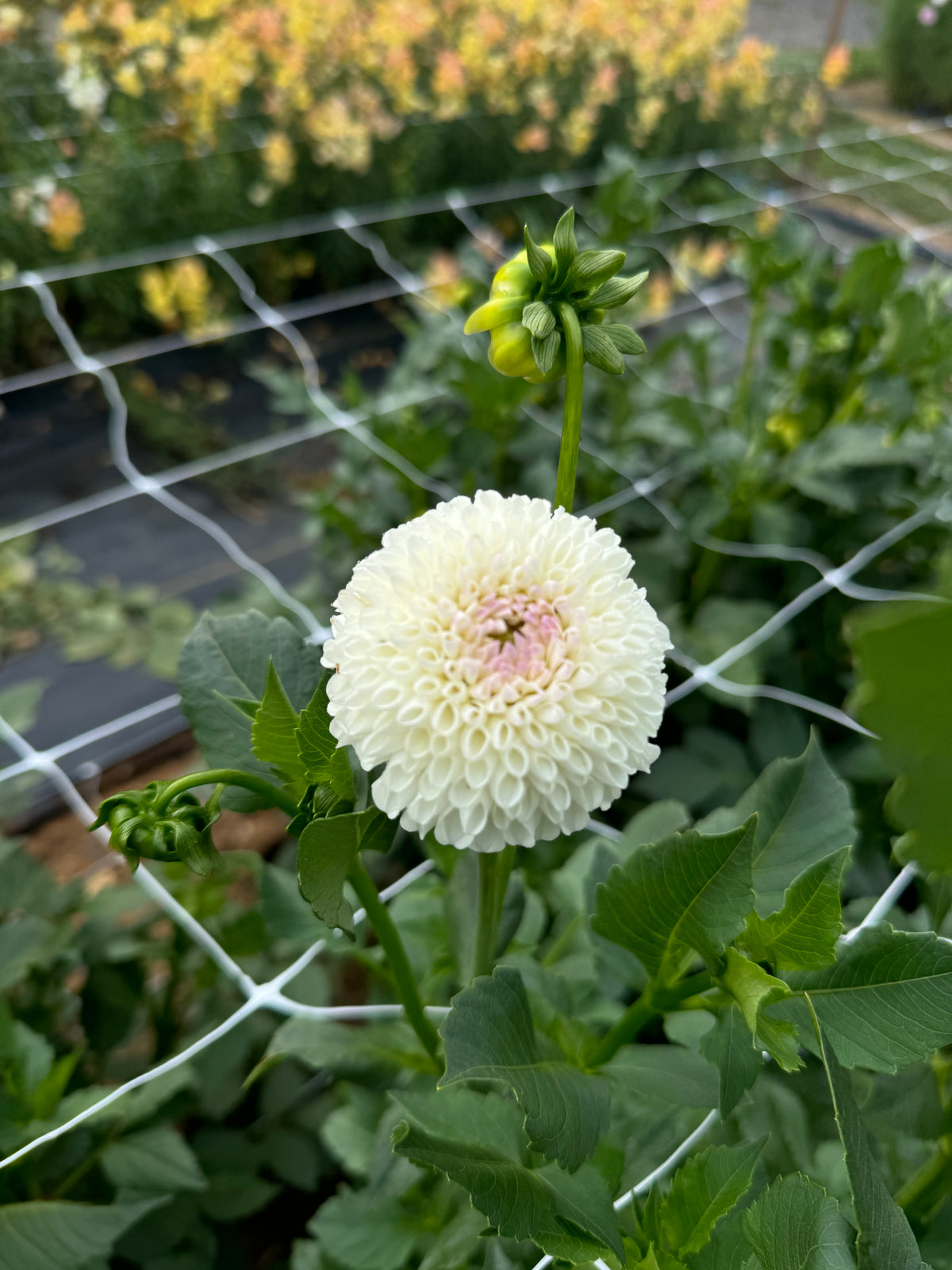 HollyHill Miss White Dahlia Tuber