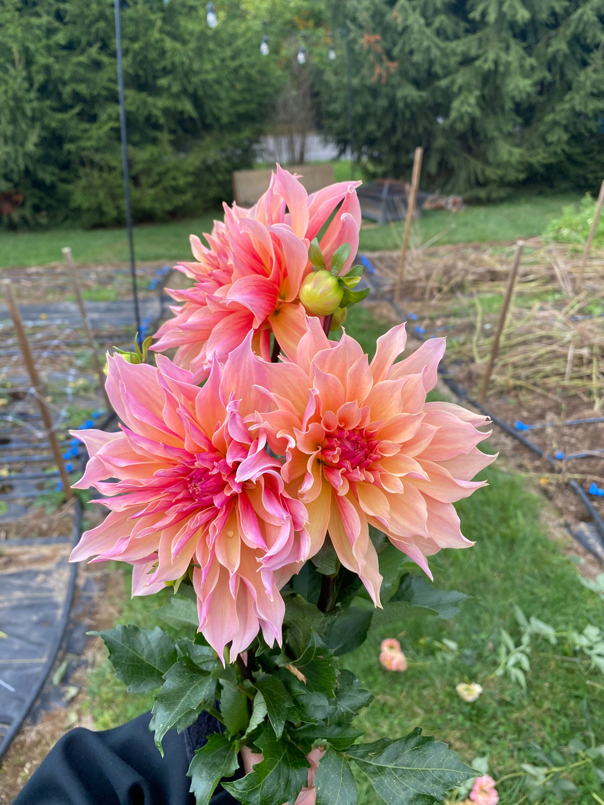 Labyrinth Dahlia Tuber