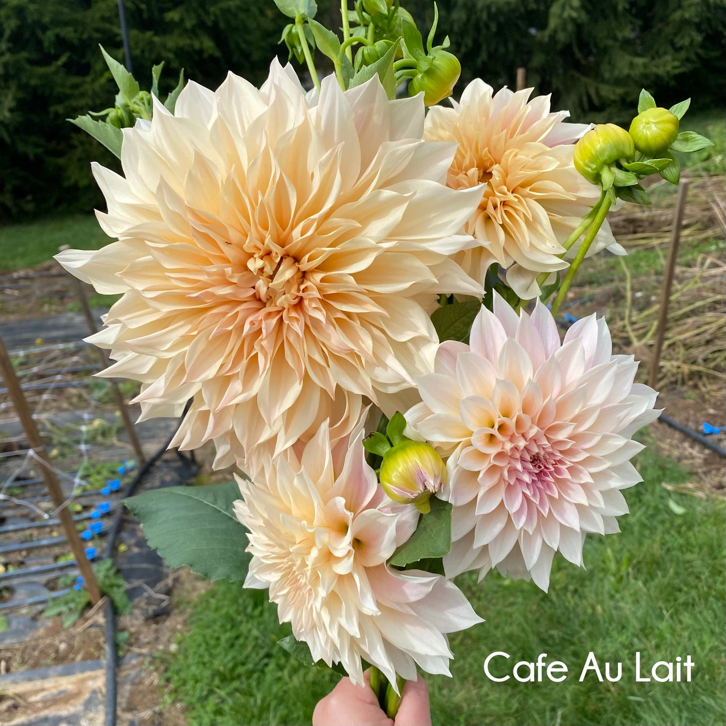 Cafe Au Lait Dahlia Tuber
