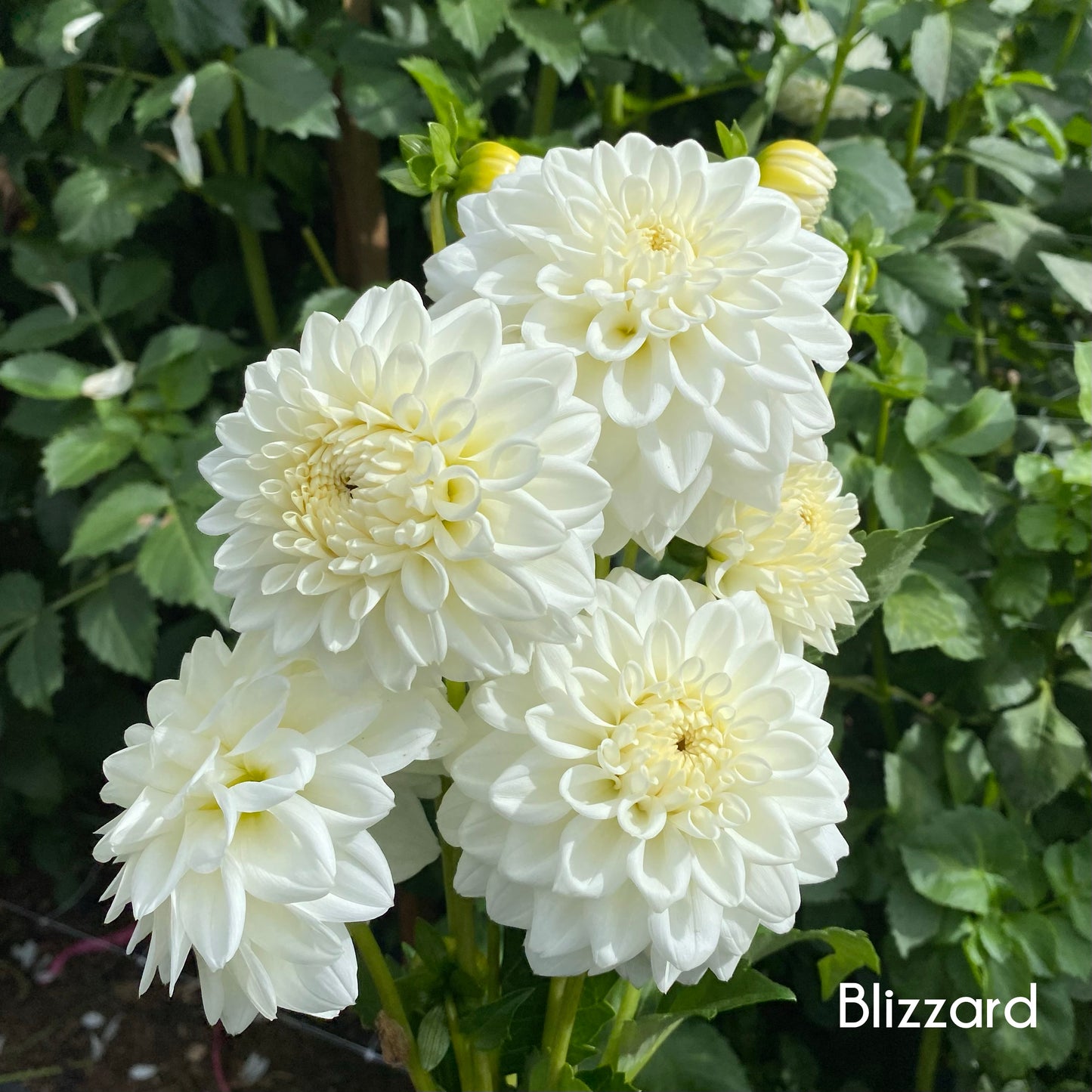 Blizzard Dahlia Tuber