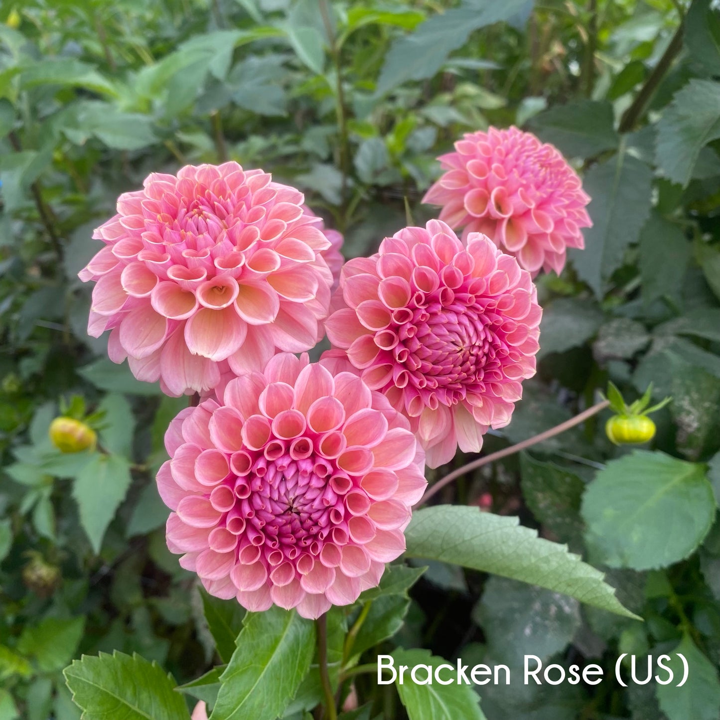 Bracken Rose (US) Dahlia Tuber