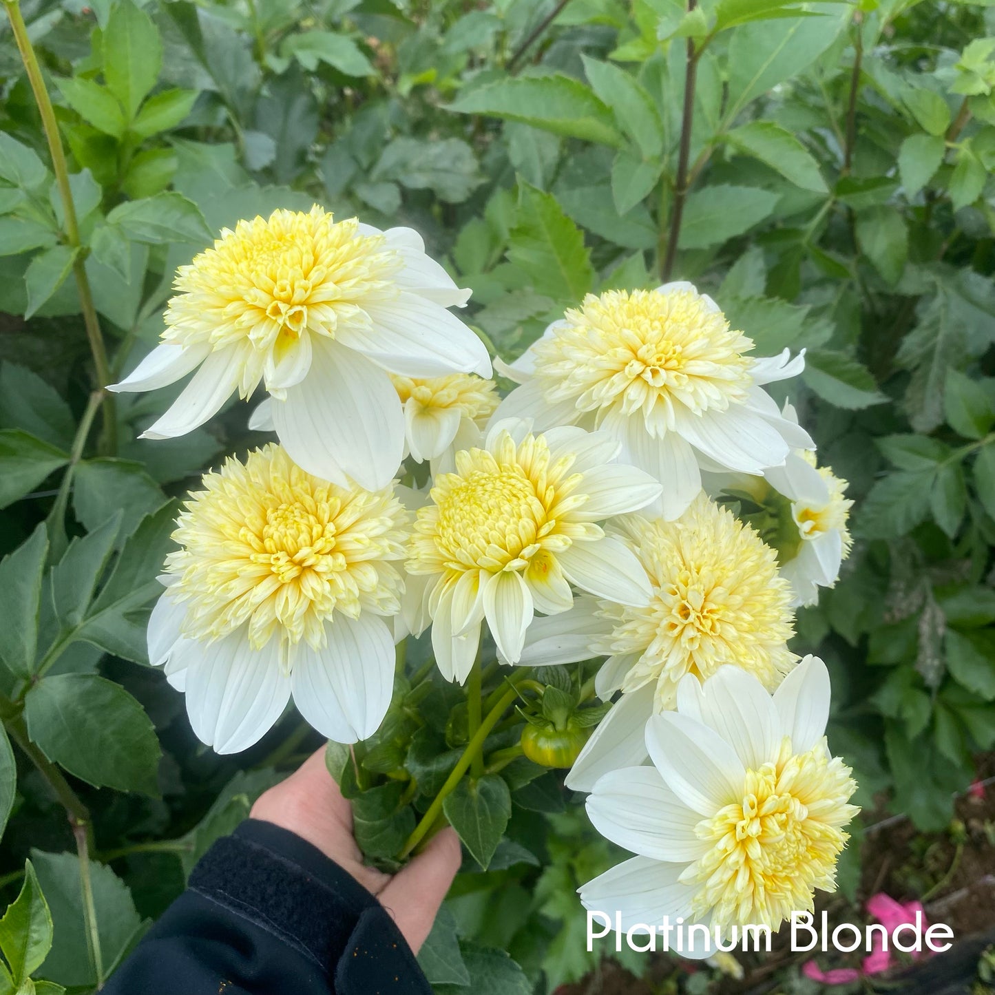 Platinum Blonde Dahlia Tuber