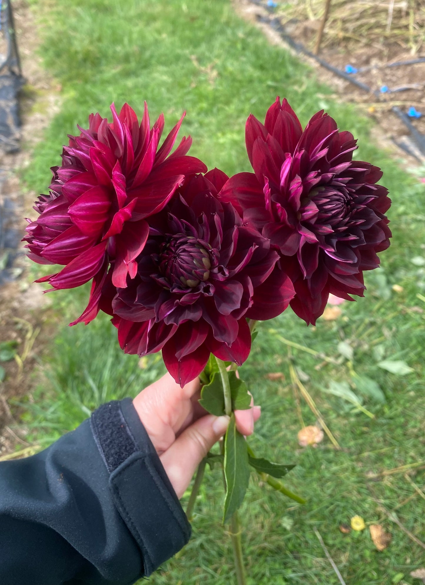 HollyHill Black Widow Dahlia Tuber