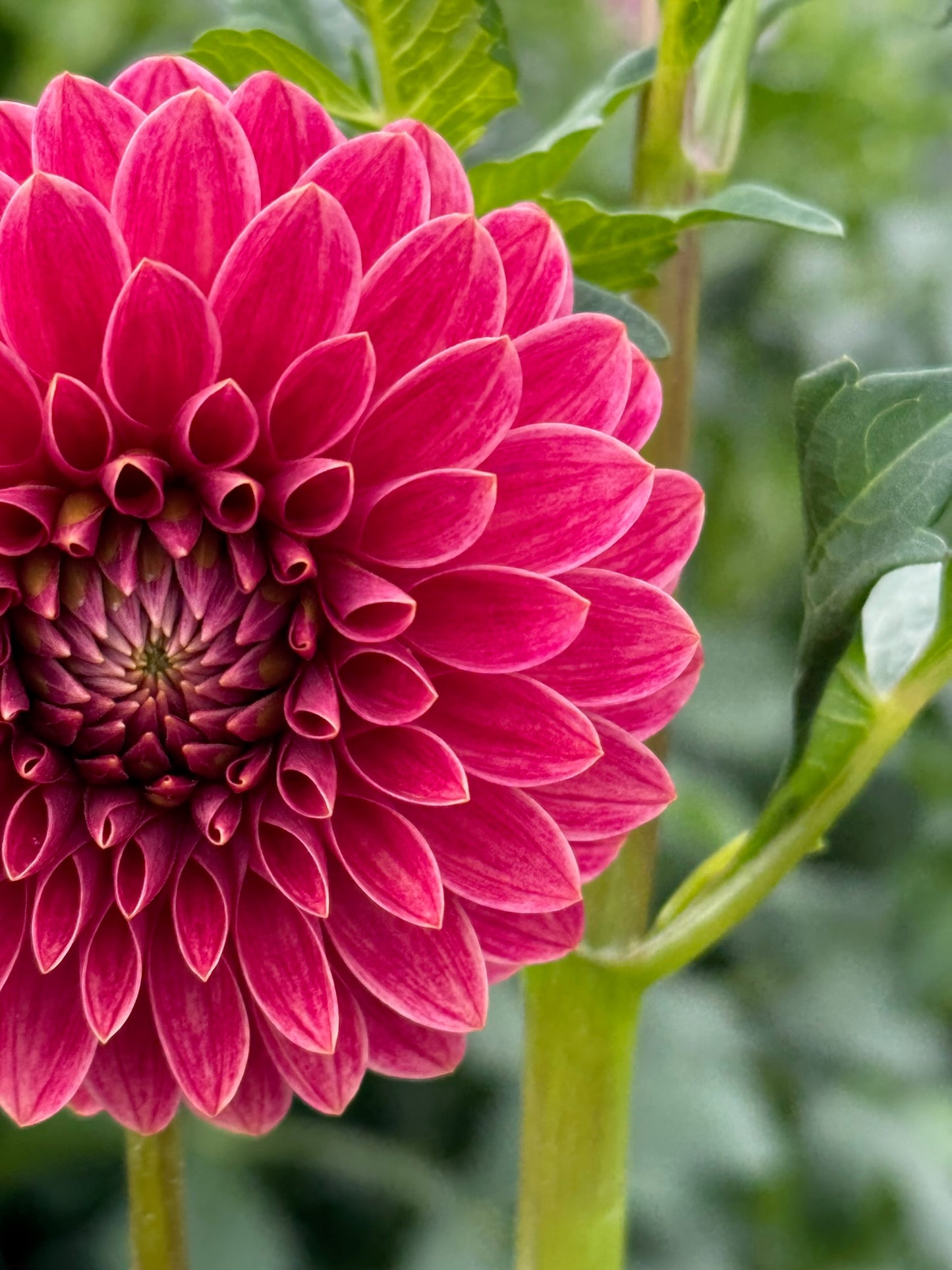 Rosie Jo Dahlia Tuber