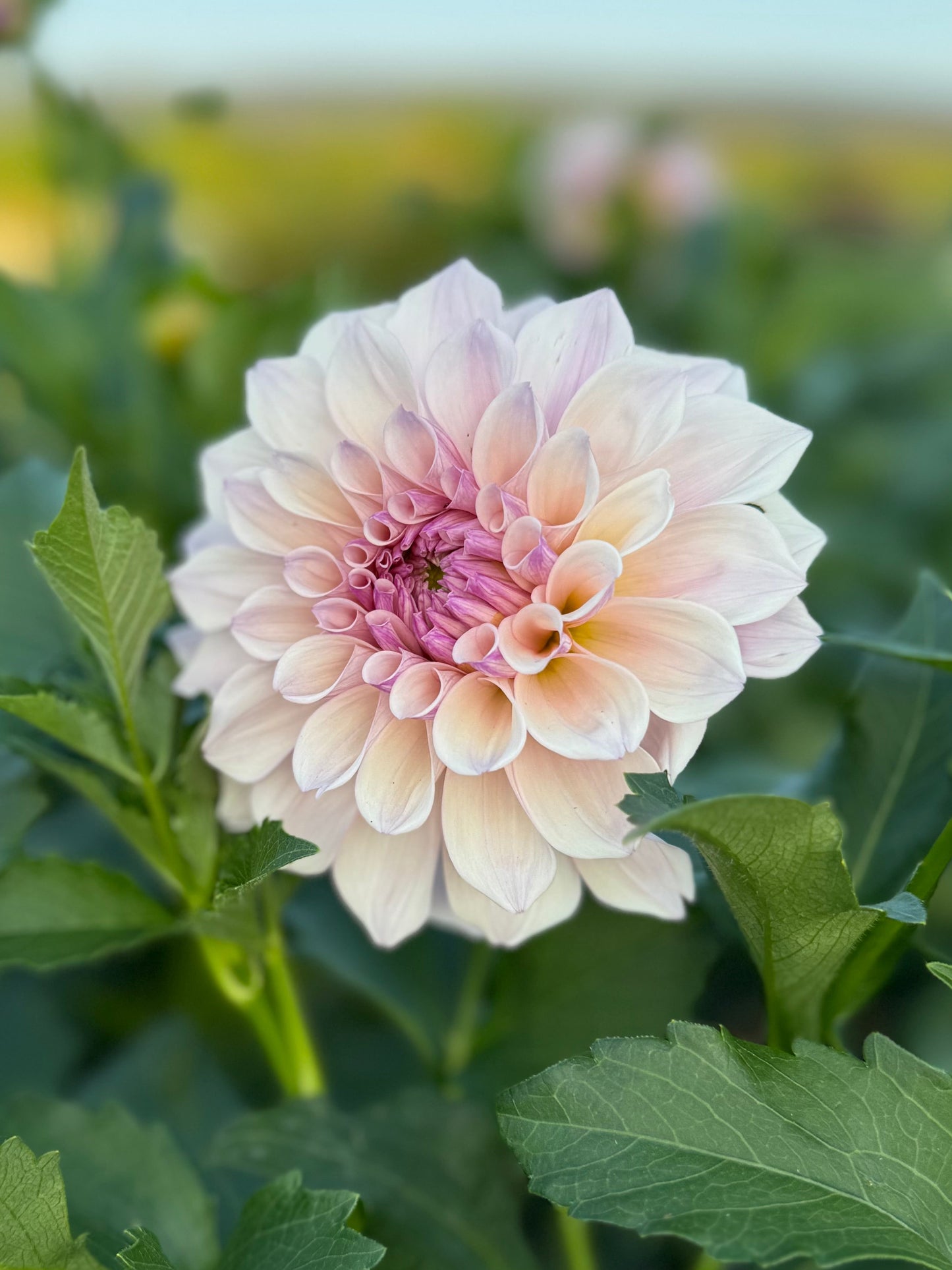 Pearl Dahlia Tuber