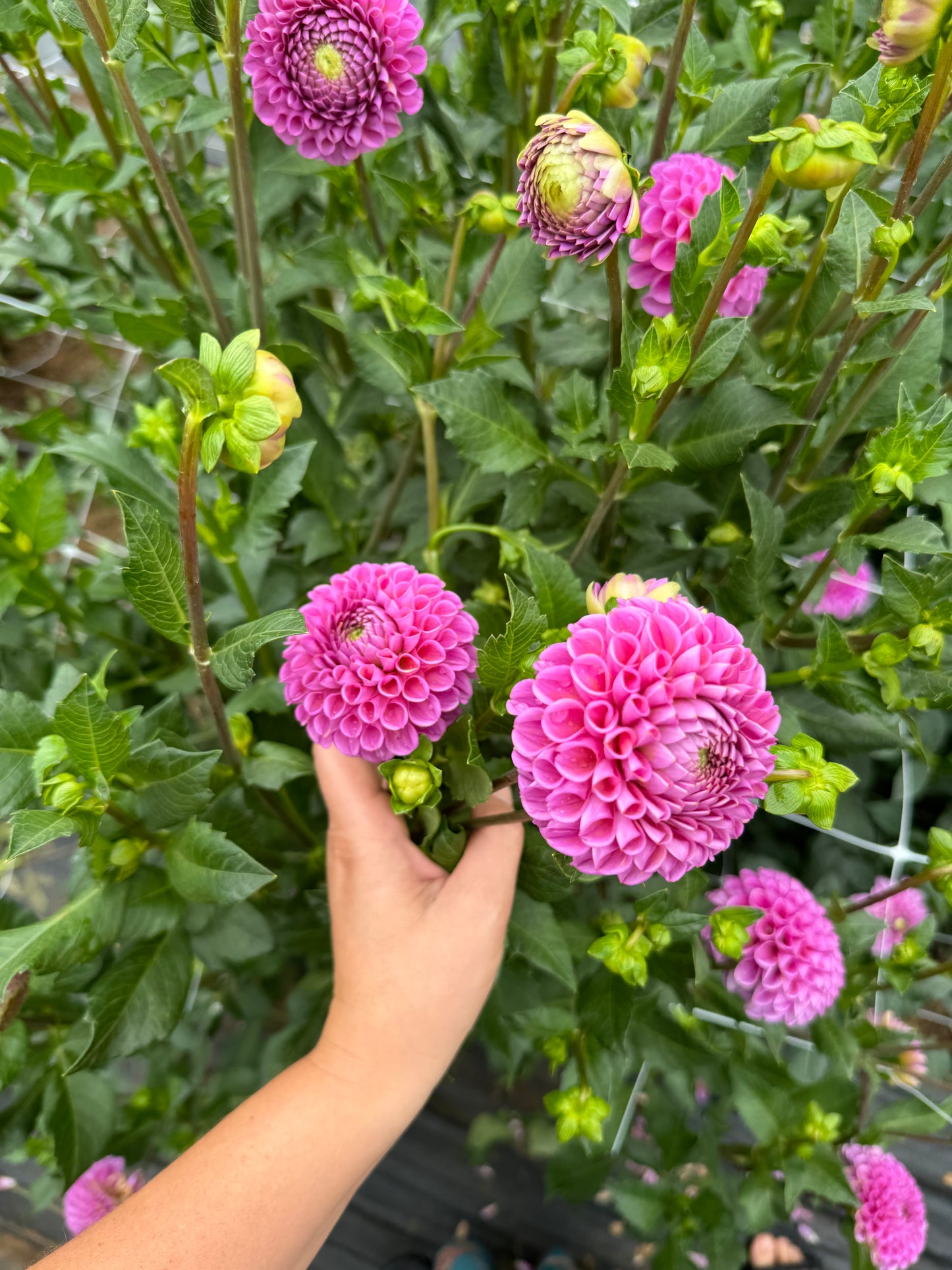 Isabel Dahlia Tuber