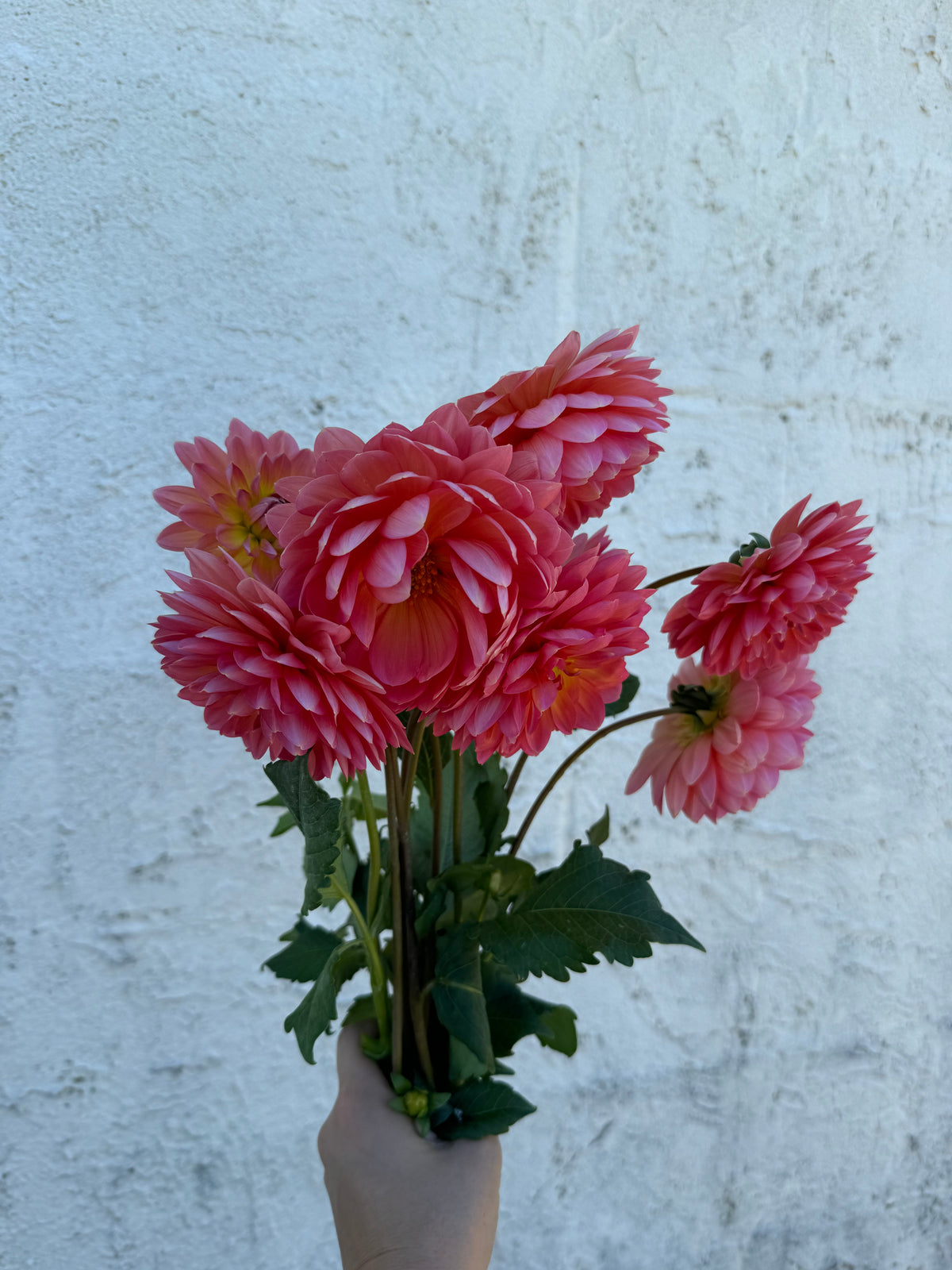 Maks Betty Lynn Dahlia Tuber