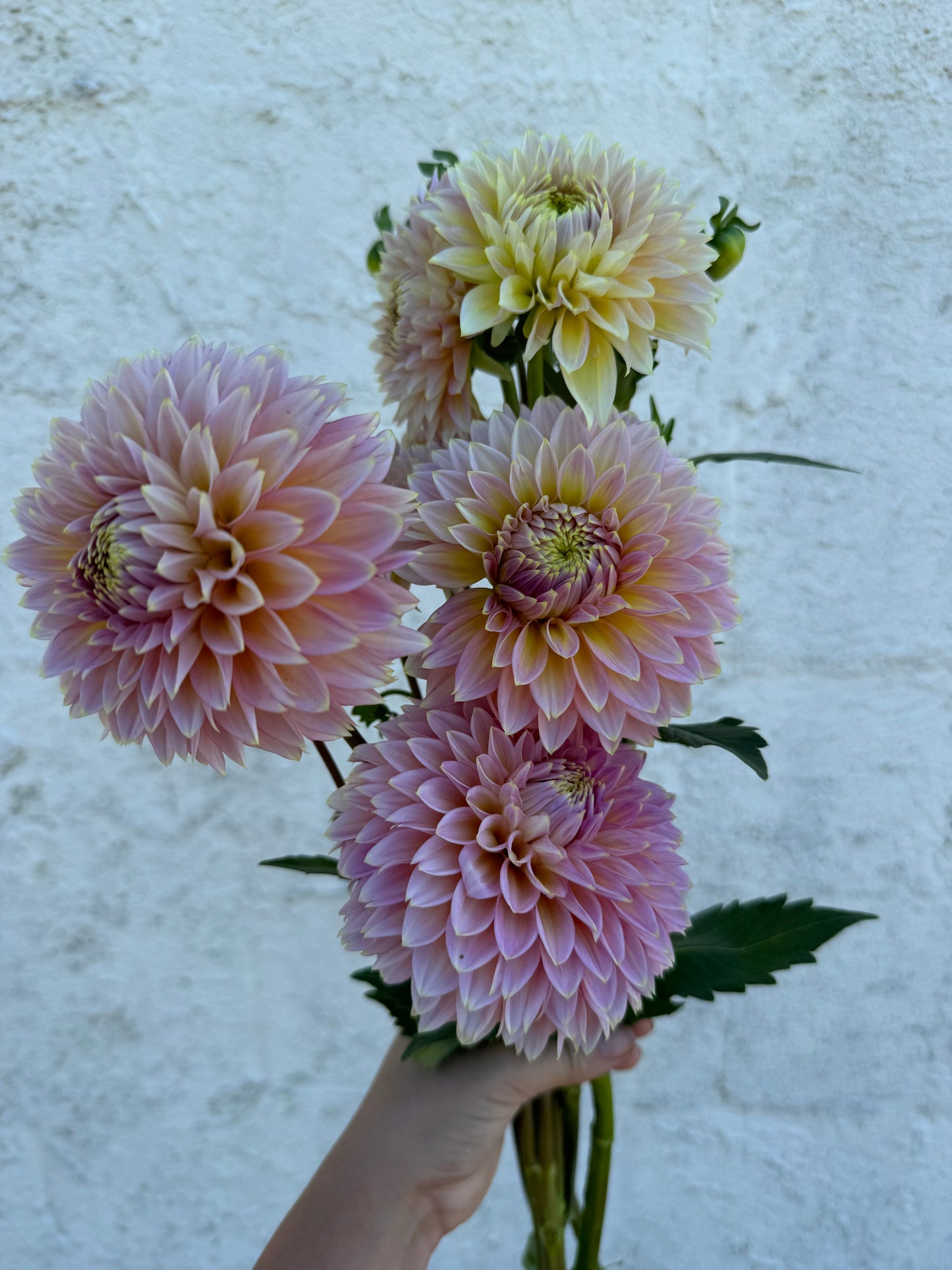 Bloomquist Mojo Dahlia Tuber