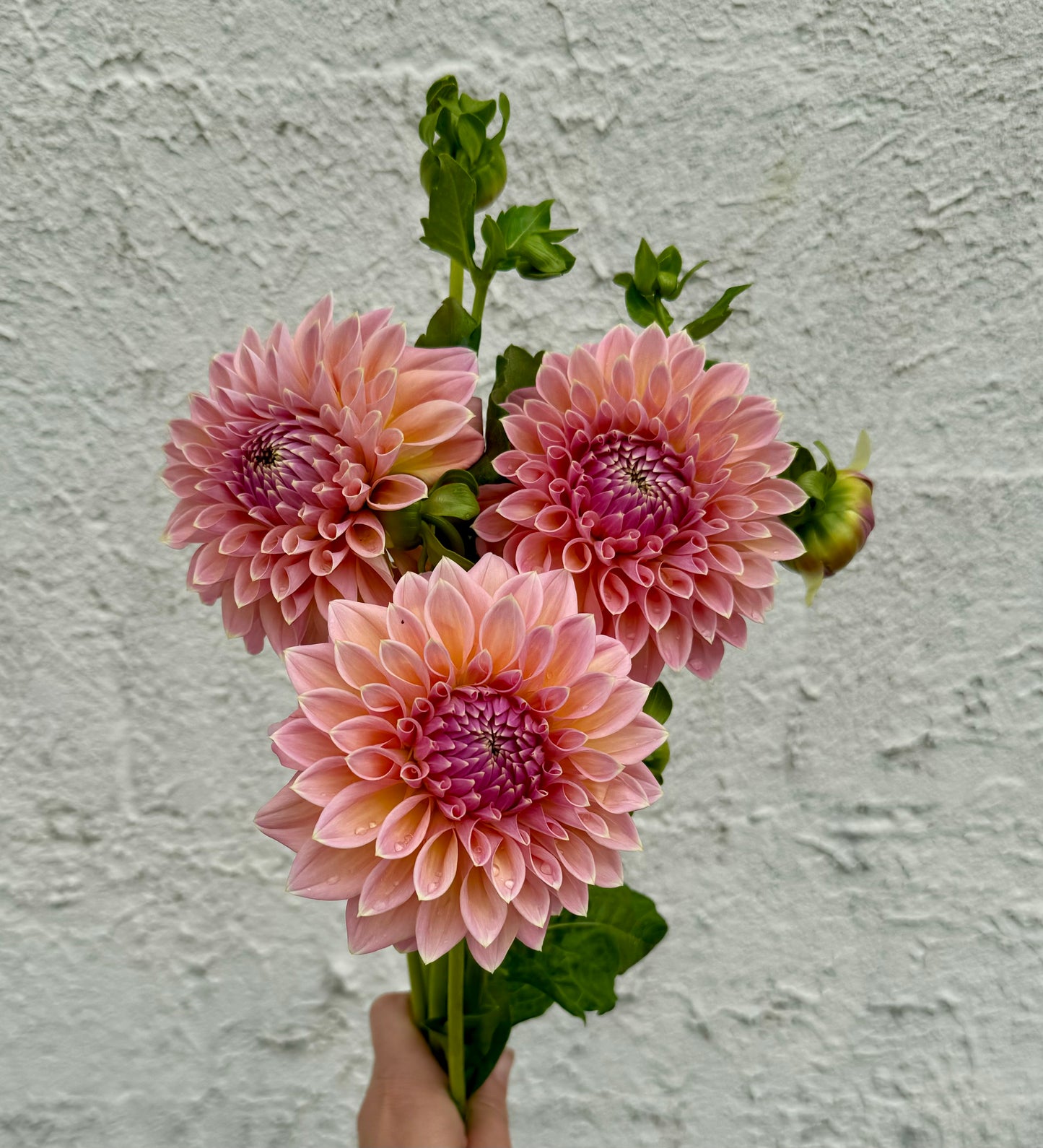 Castle Drive Dahlia Tuber