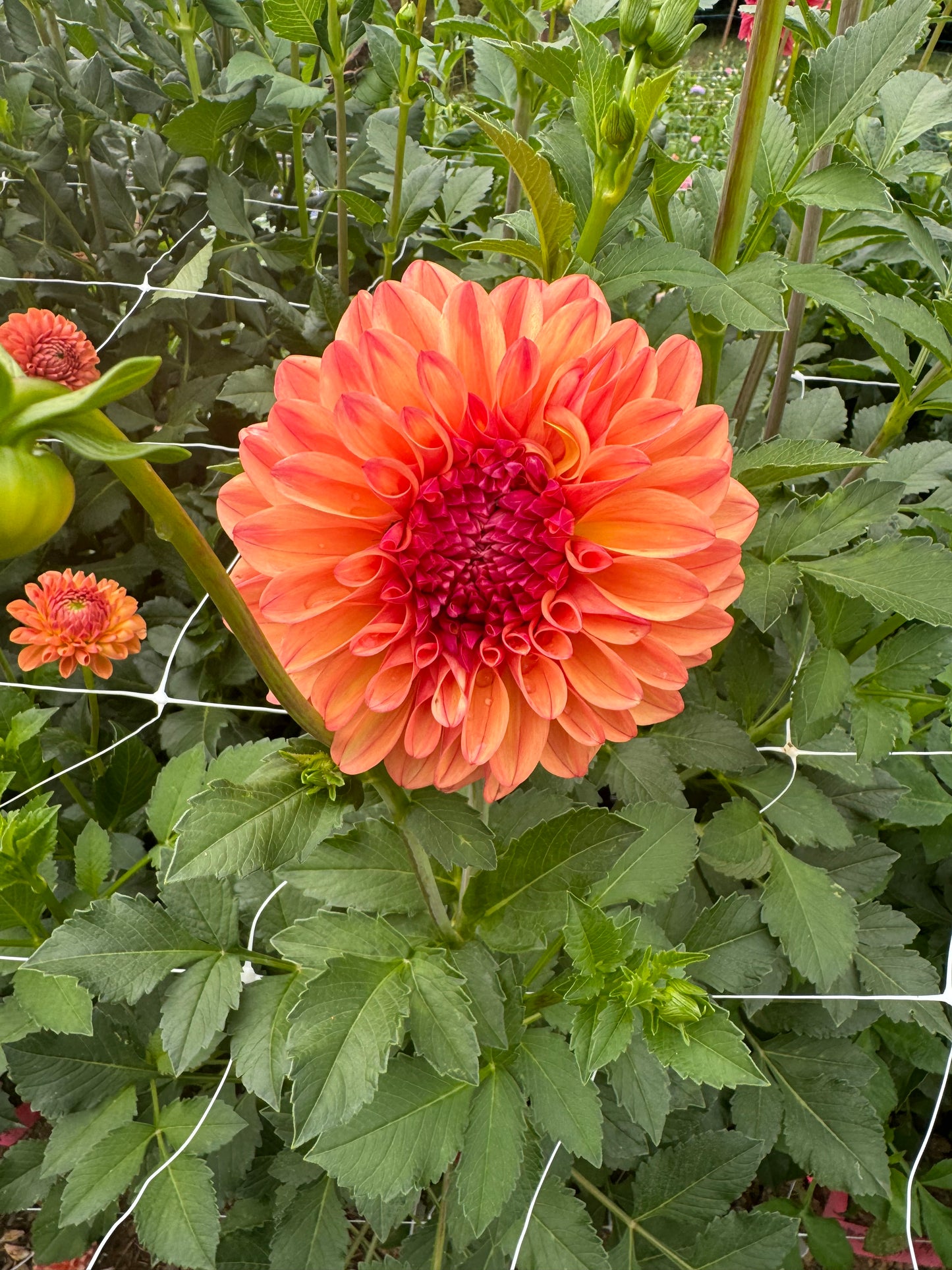 Ferncliff Copper Dahlia Tuber