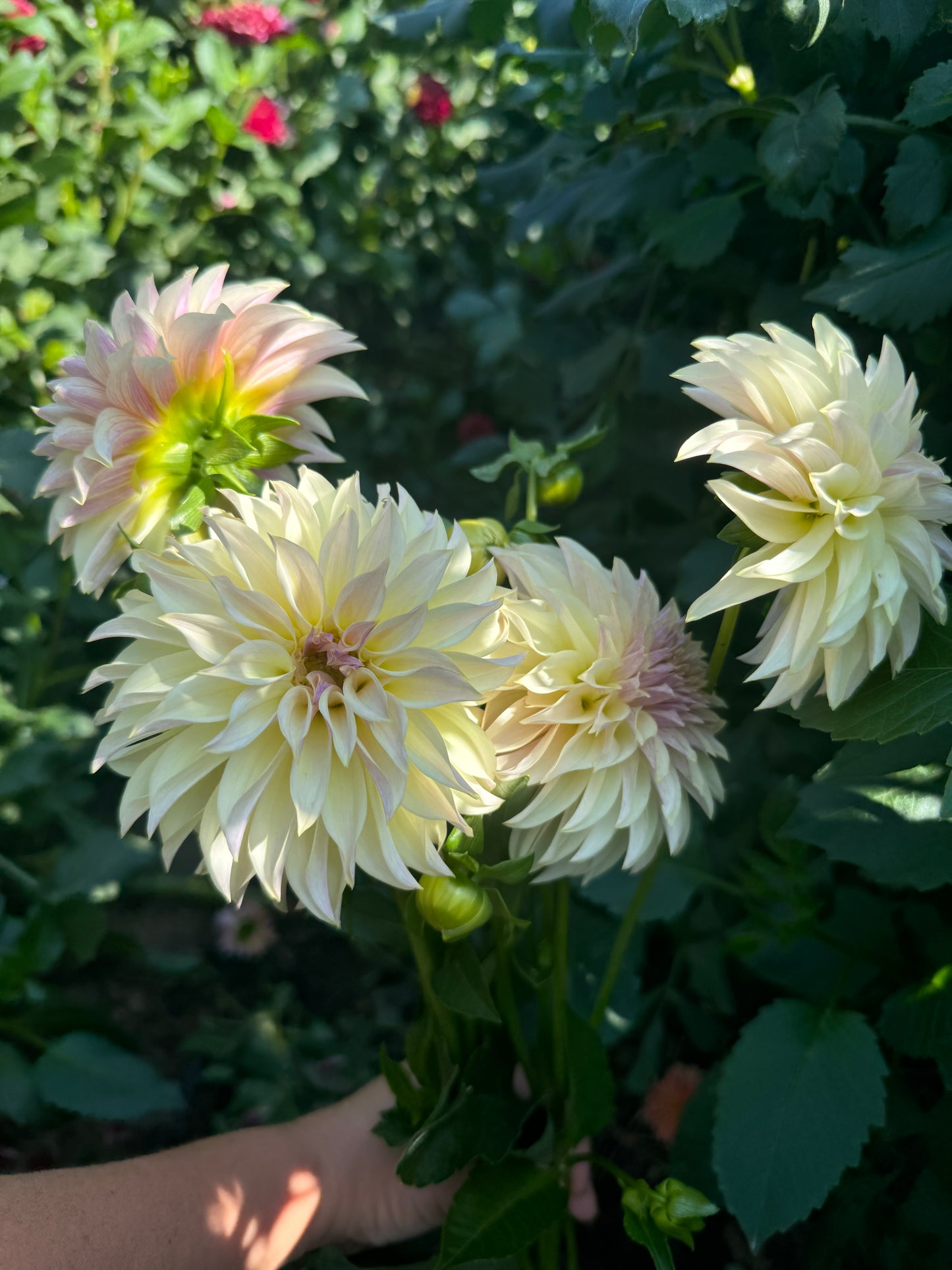 Champagne Dahlia Tuber