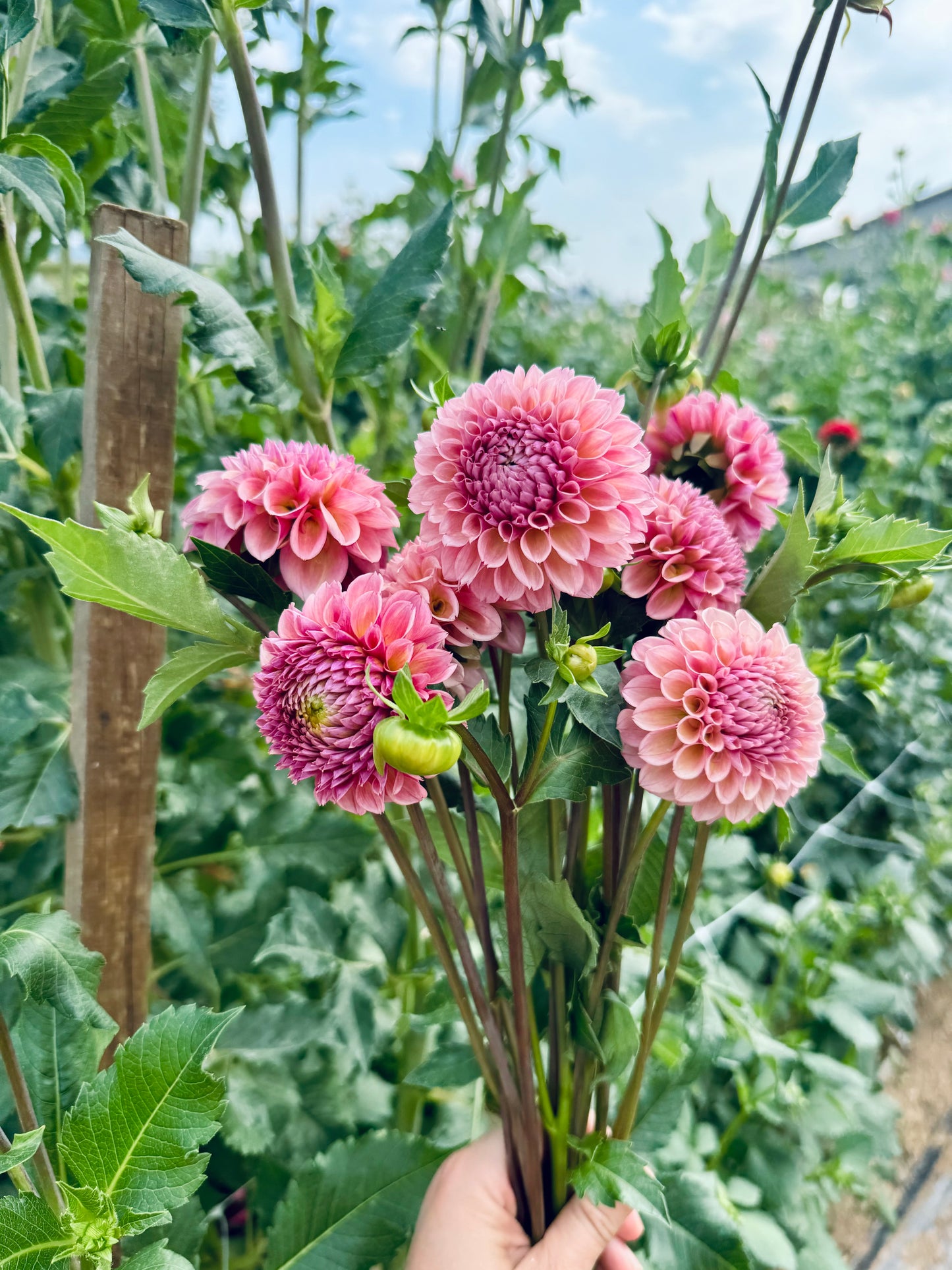 Bracken Rose (US) Dahlia Tuber