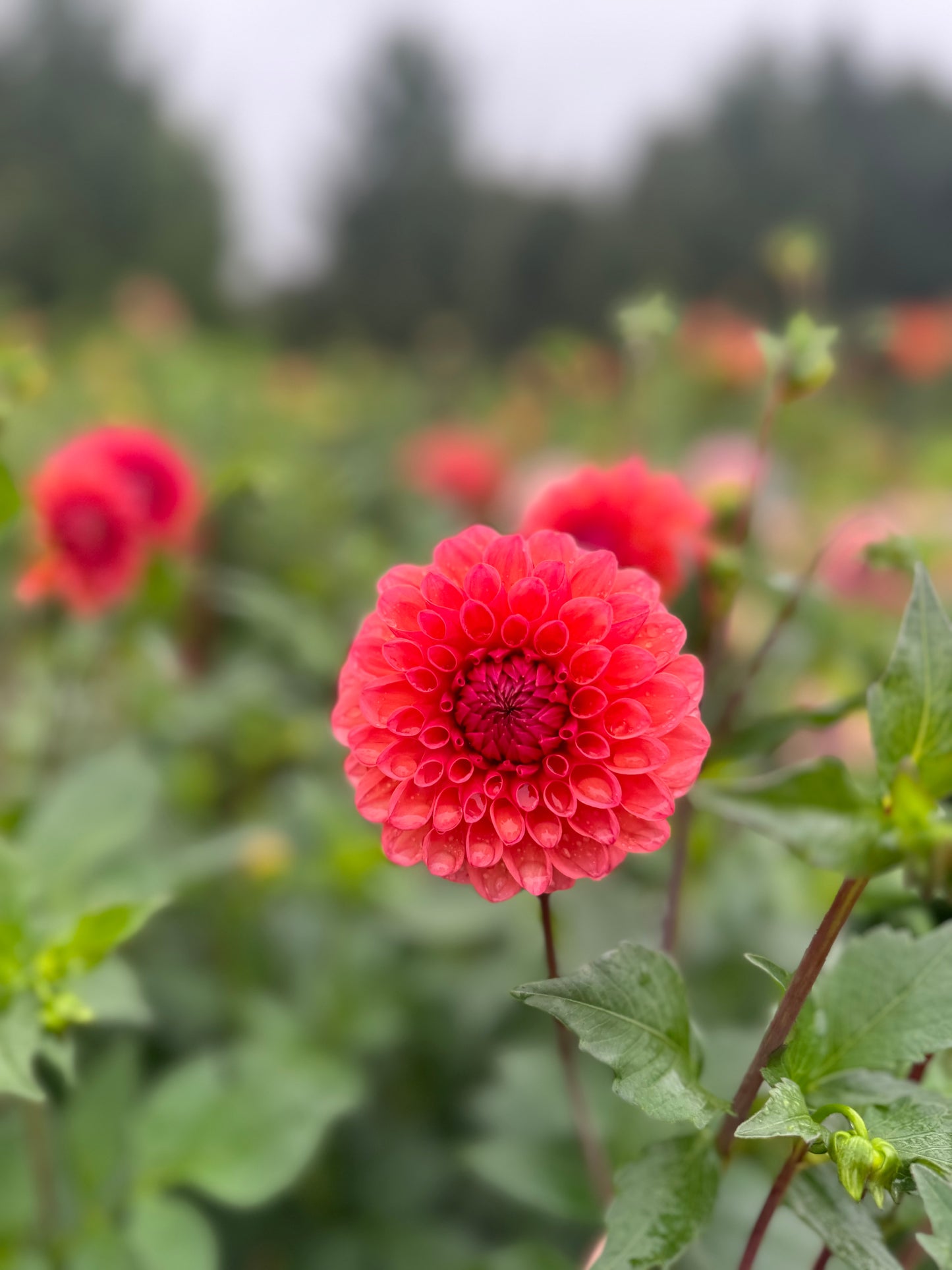 Snoho Peggy Dahlia Tuber