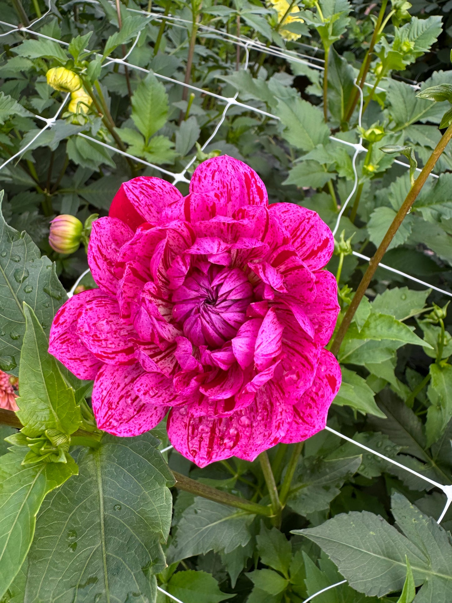 Sandia CanCan Dahlia Tuber