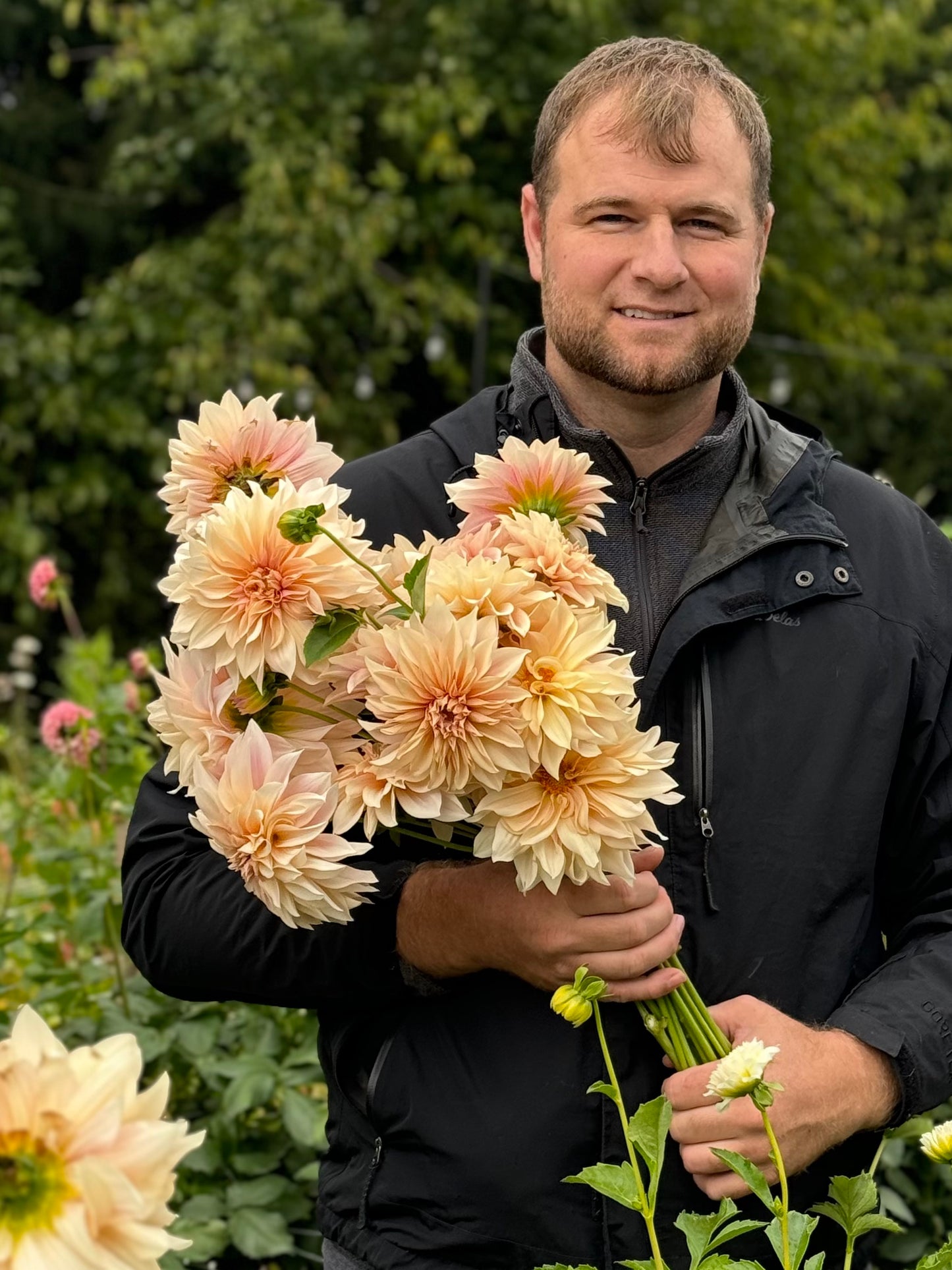 Cafe Au Lait Dahlia Tuber