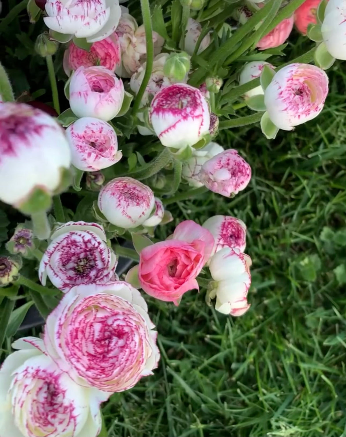 La Belle White Picotee Ranunculus