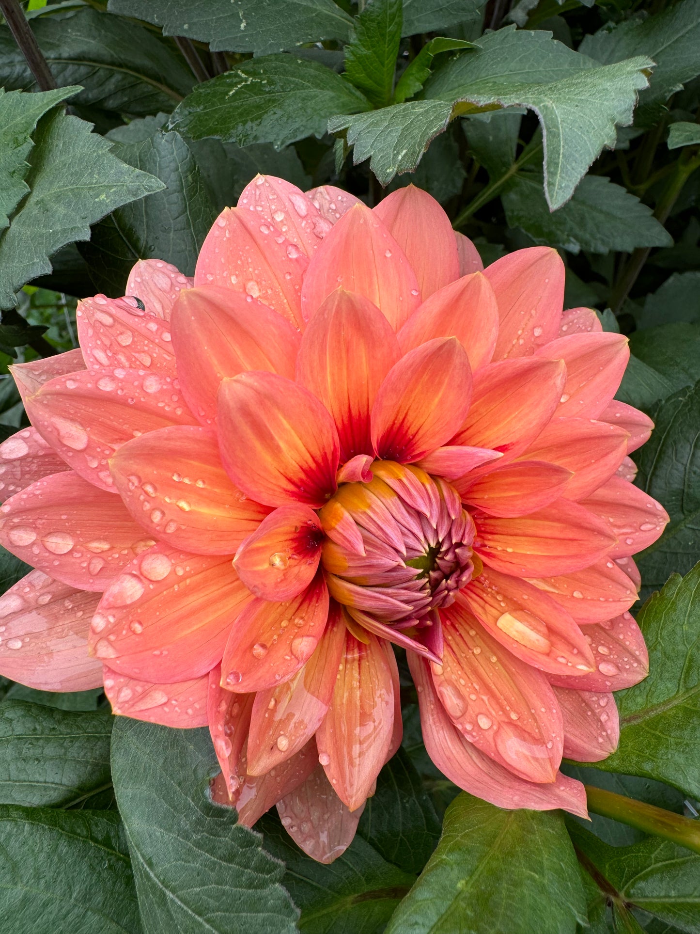 Nicholas Dahlia Tuber