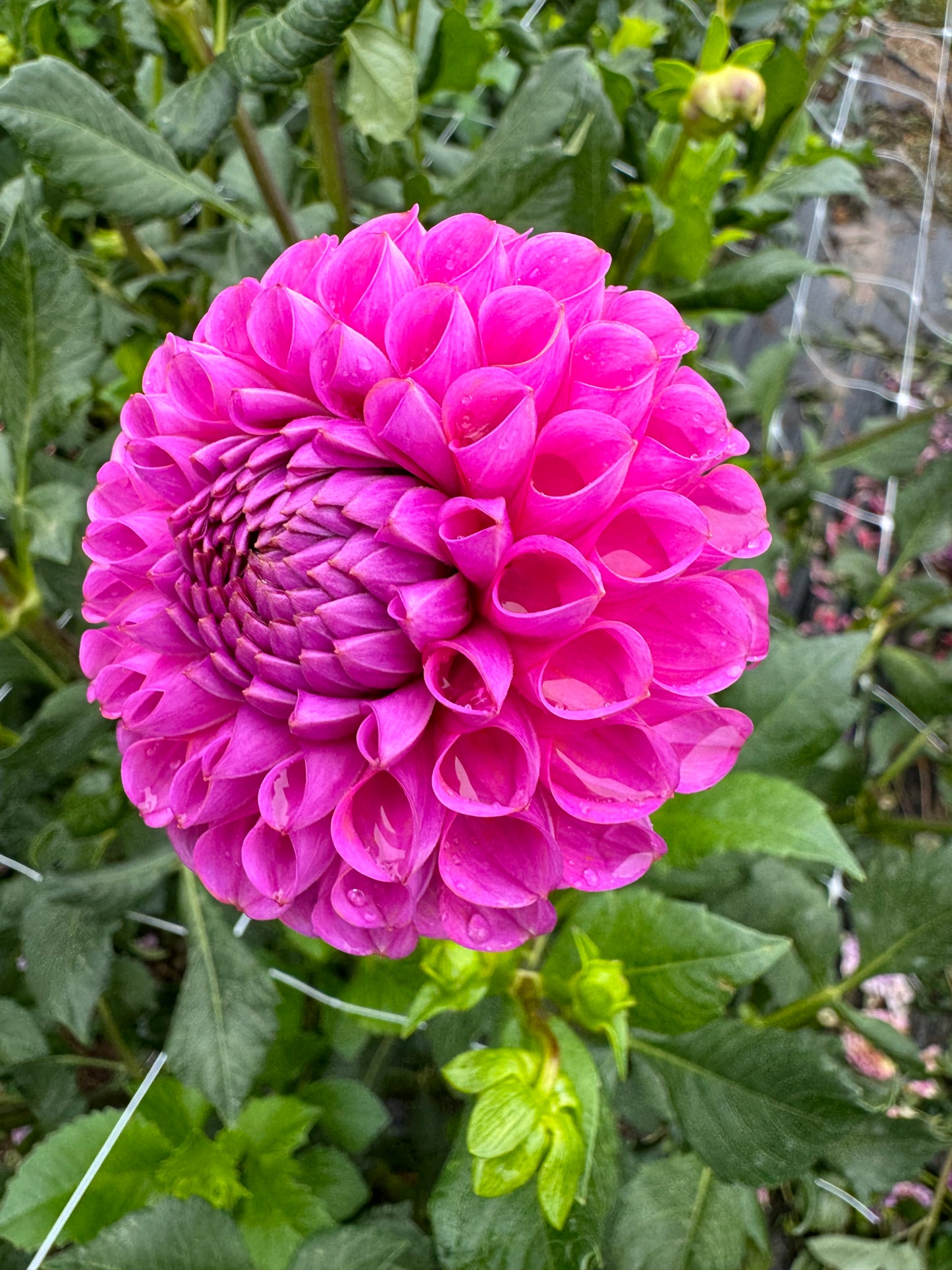 Isabel Dahlia Tuber